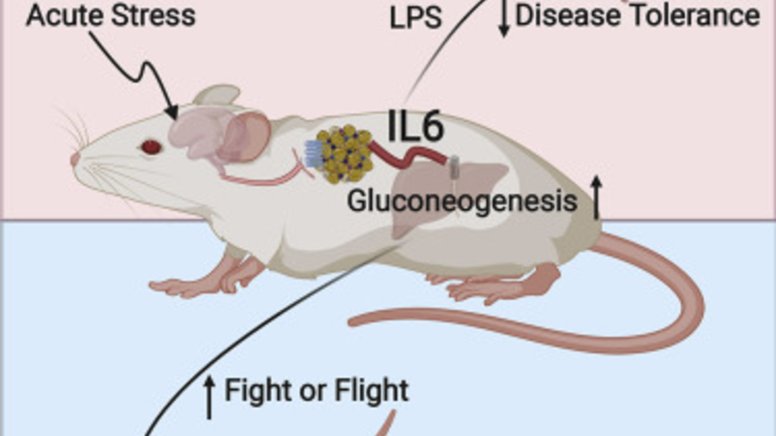 Se déshabituer du bruit pour diminuer son stress et son inflammation