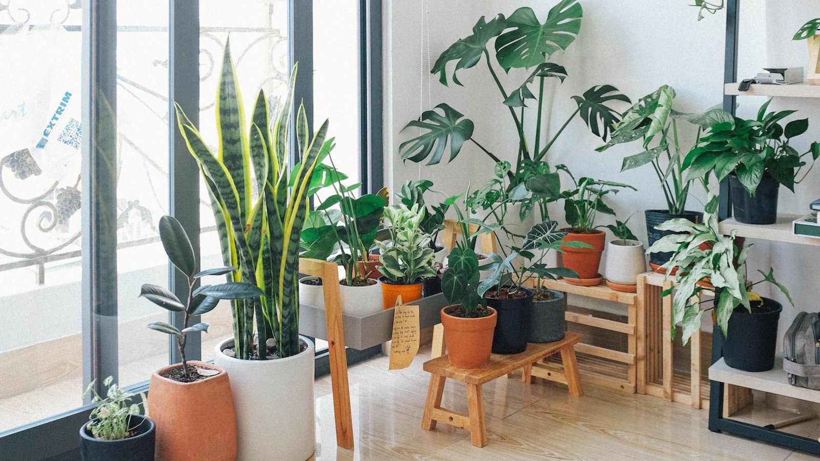 Combien de plantes pour mieux respirer à la maison ?