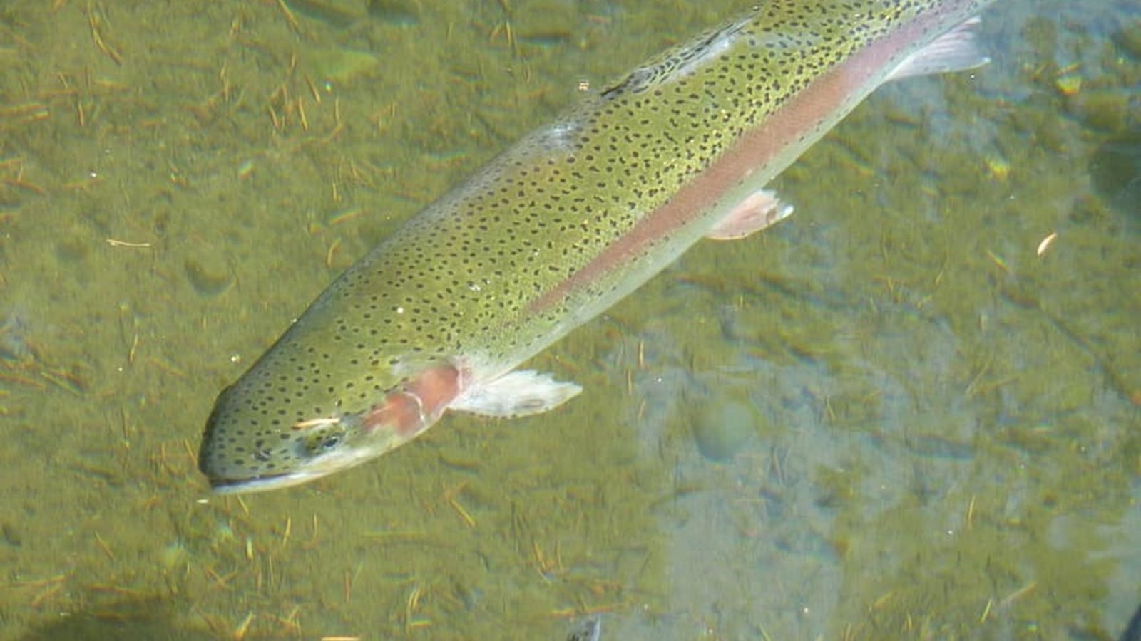 Faut-il éviter de consommer du poisson à cause du mercure ?