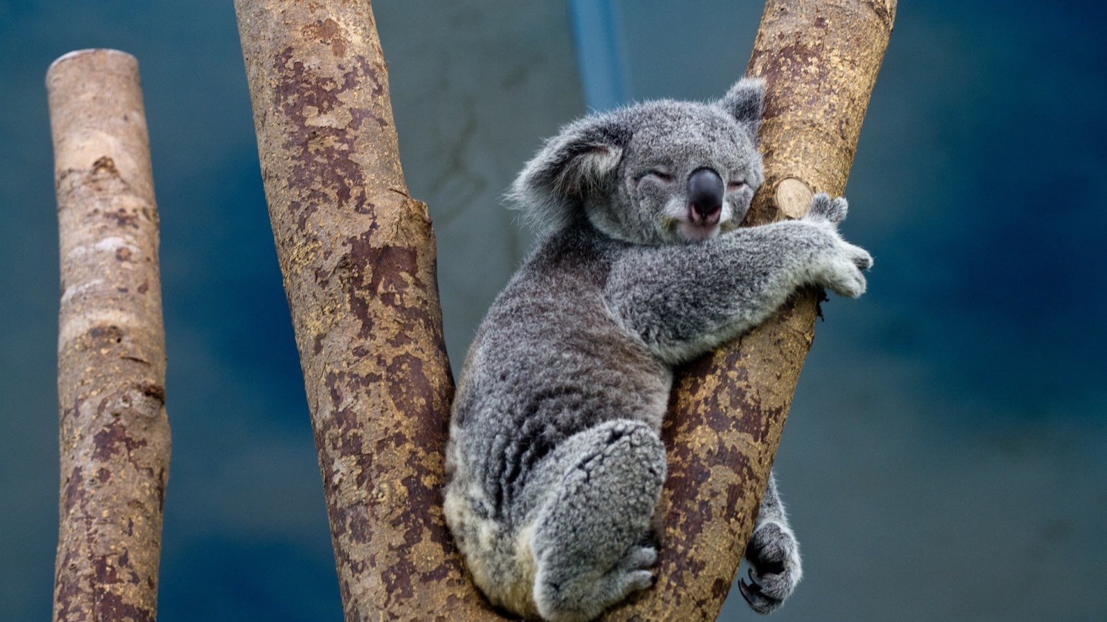 Les koalas, des alliés contre la chlamydia ?