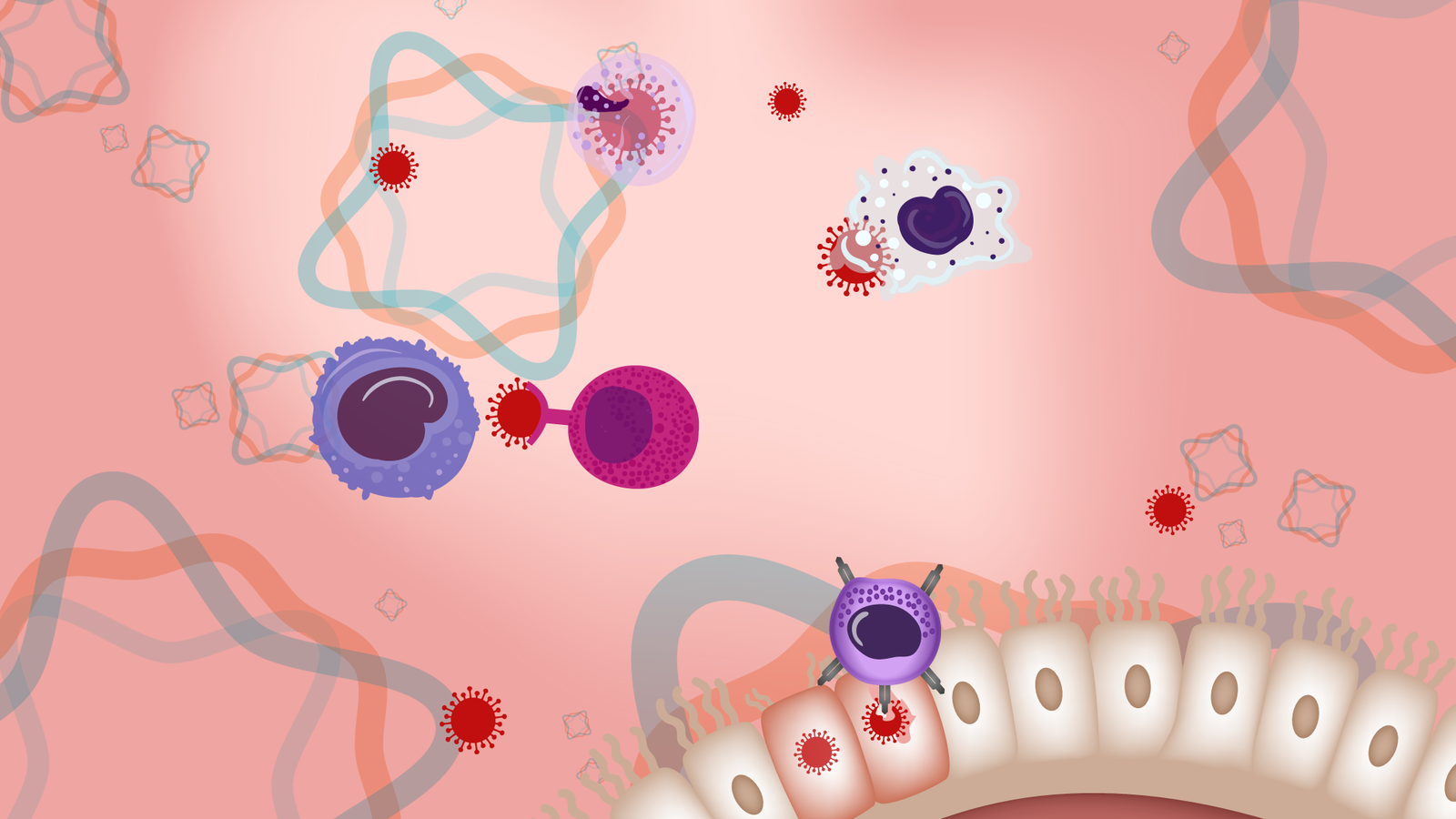 Covid-19: comment lutte notre système immunitaire contre le coronavirus ?