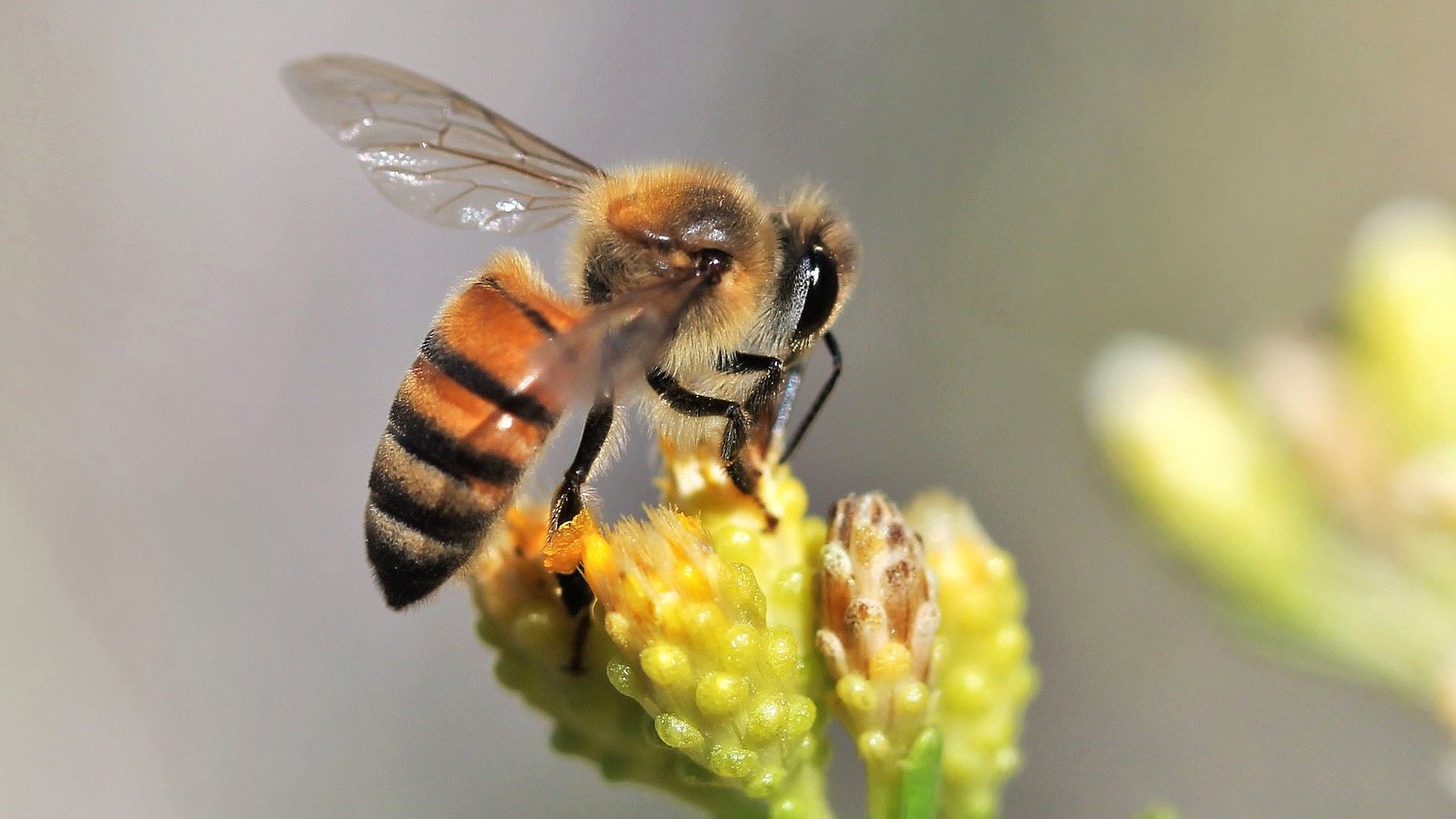 Pollution de l’air: une (autre) menace pour les abeilles