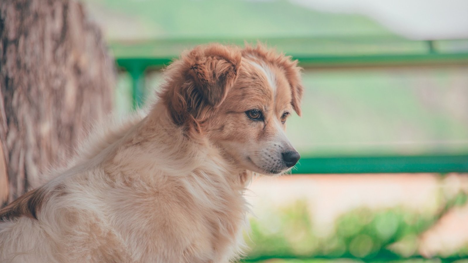 L'âge des chiens équivaut-il à 7 fois l'âge des humains ?