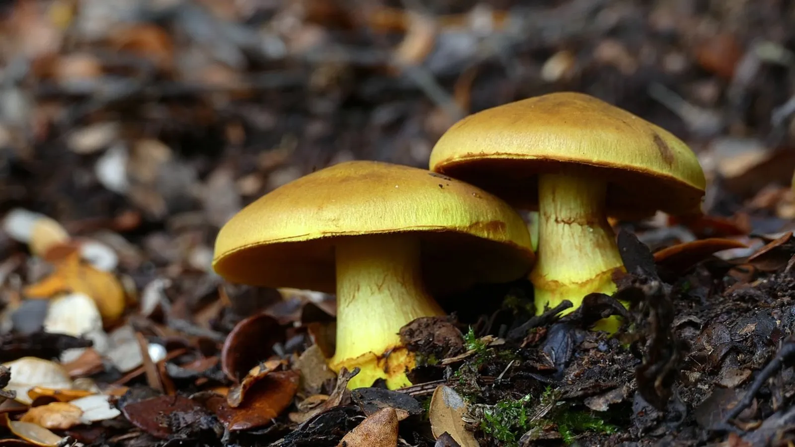 Des champignons pour valoriser les biodéchets