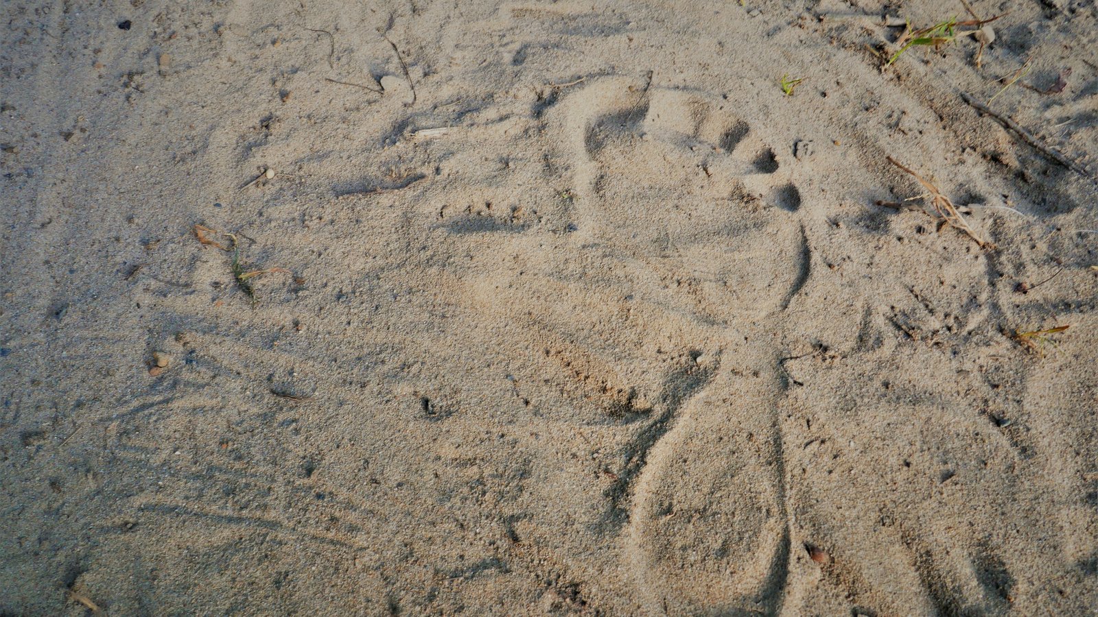 Quand Homo Sapiens quitte l'Afrique