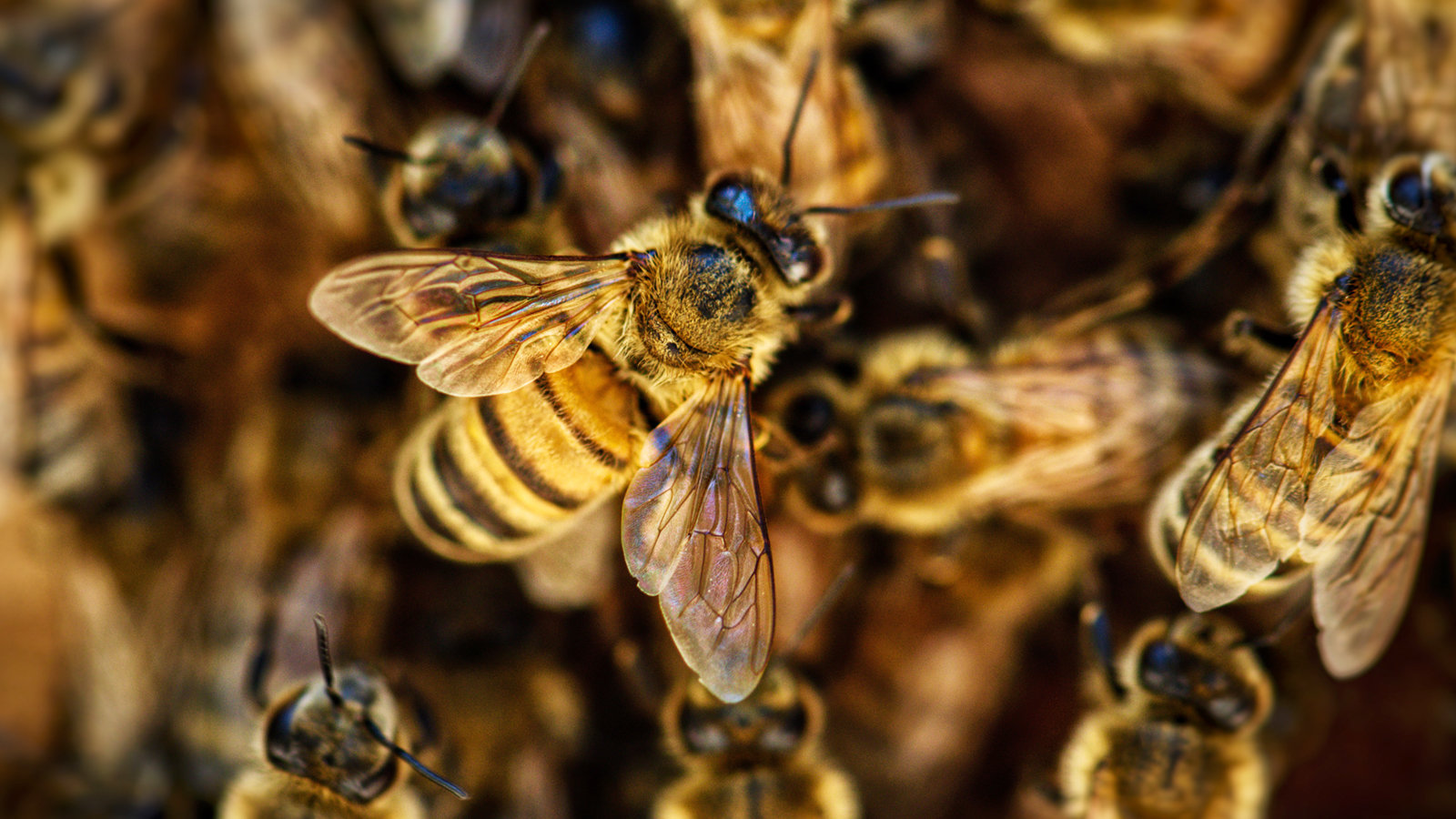 Et si l'identité d'une abeille passait par son intestin ?