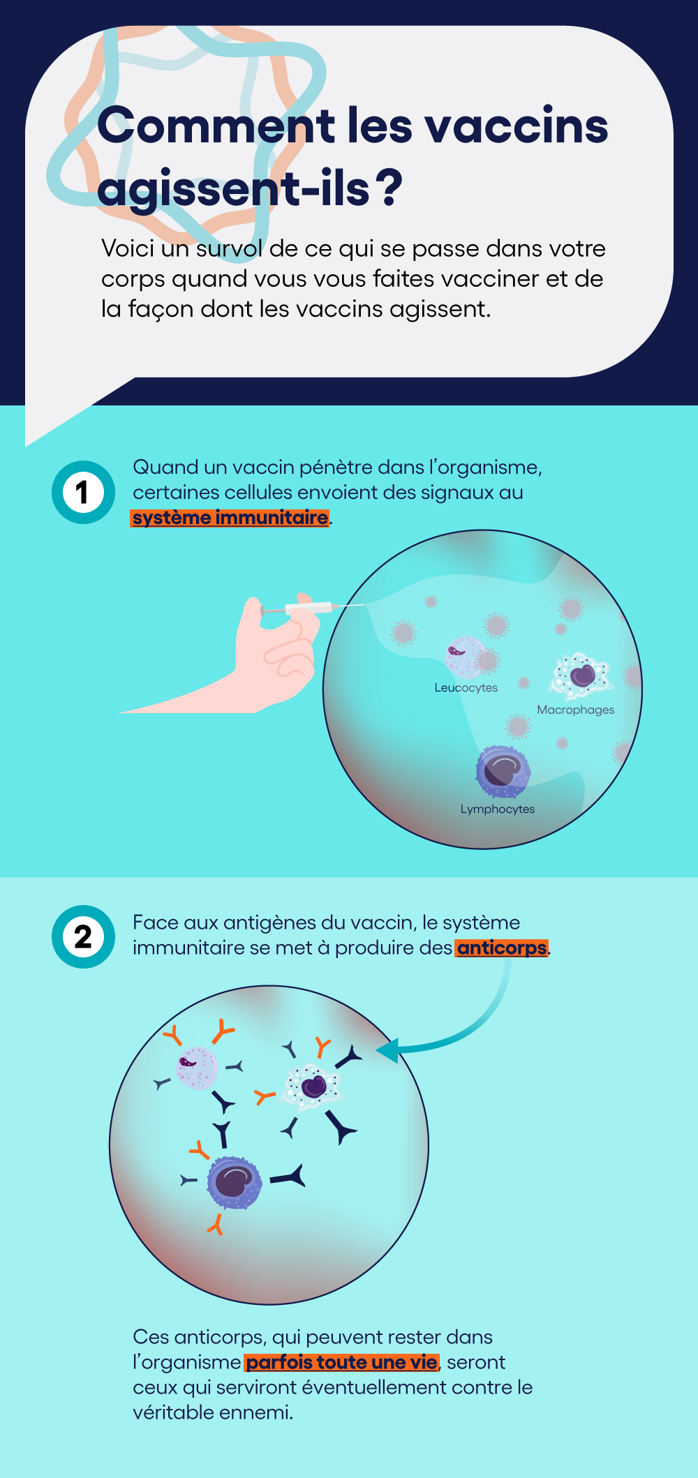 Les vaccins: comment agissent-ils ?