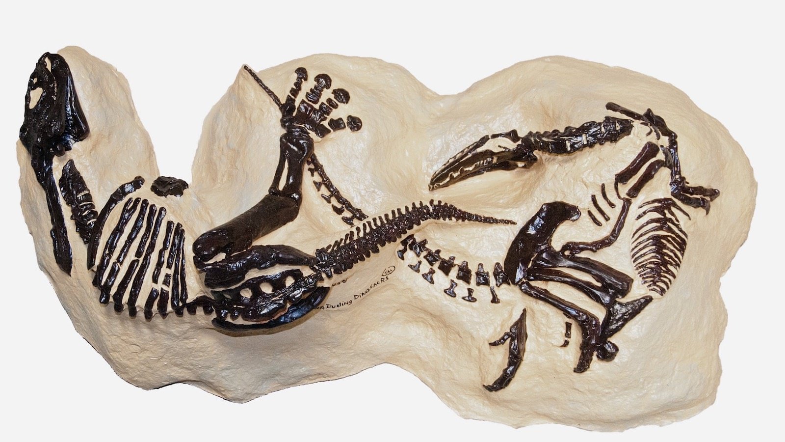 À qui appartient un dinosaure ?