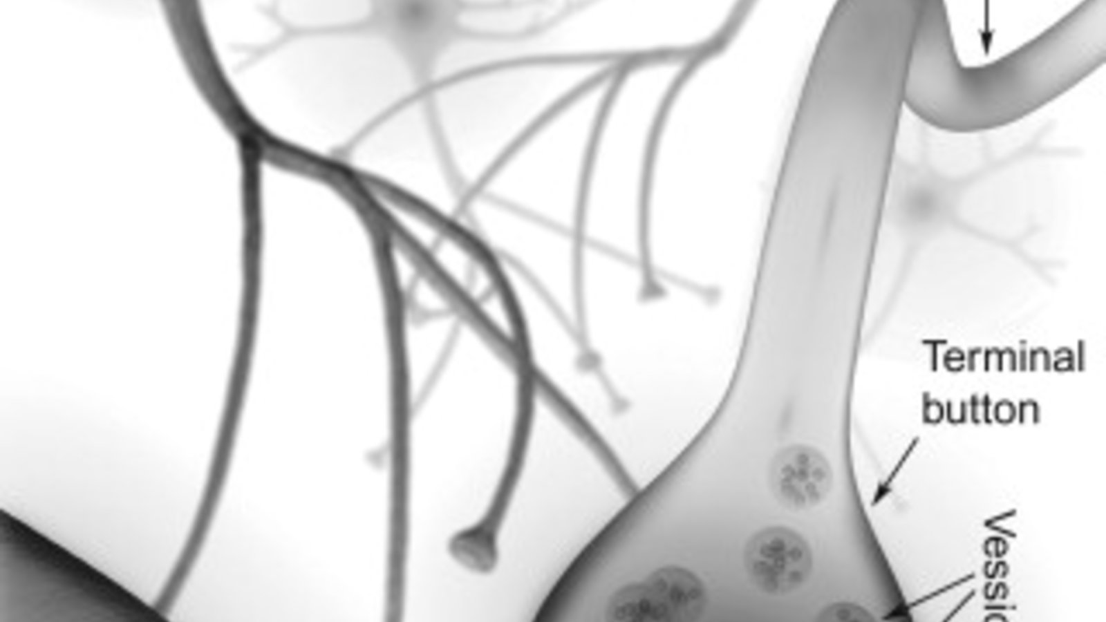 La synapse chimique: une idée qui a pris du temps à s’imposer