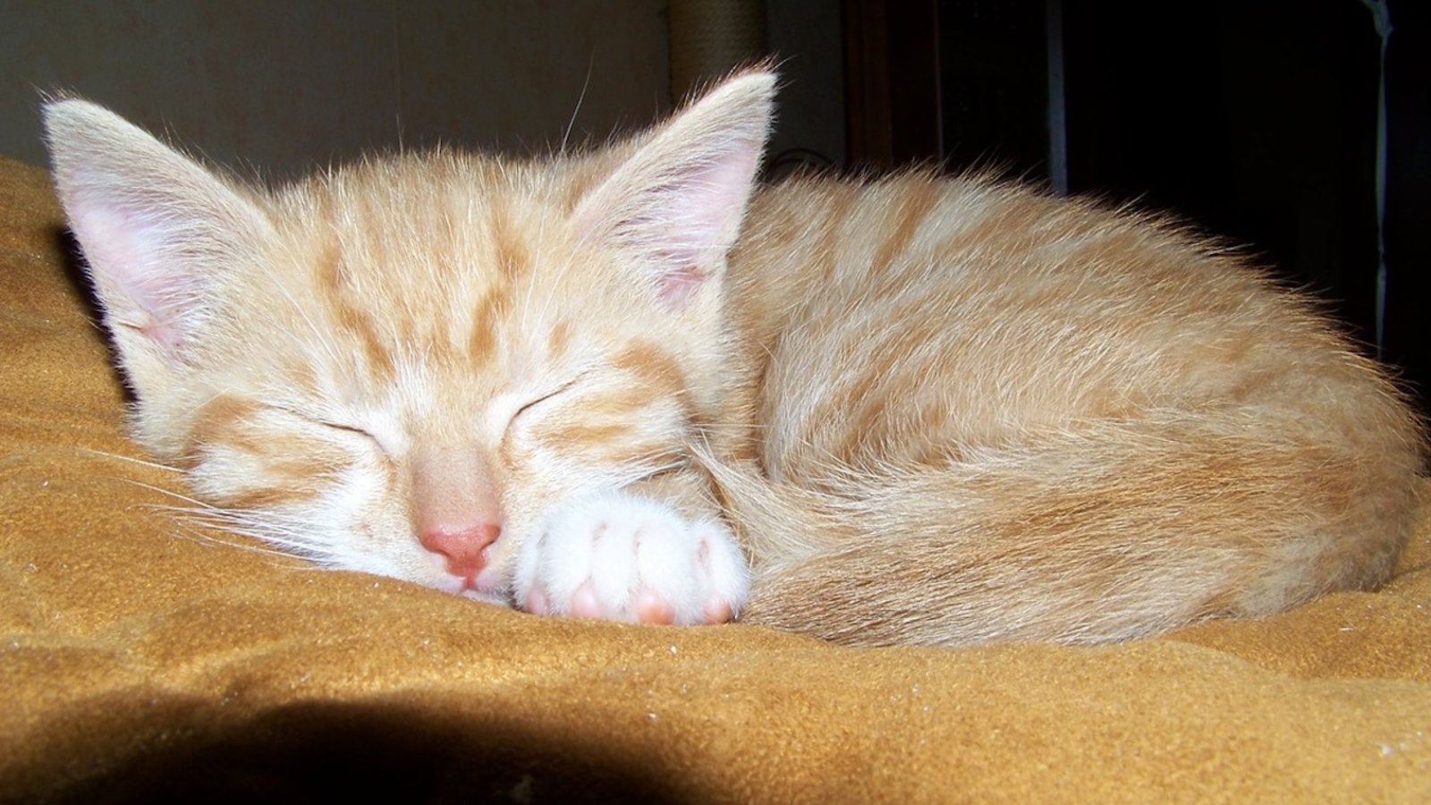 Les chats de maison dorment-ils vraiment davantage que les chats de gouttière ?