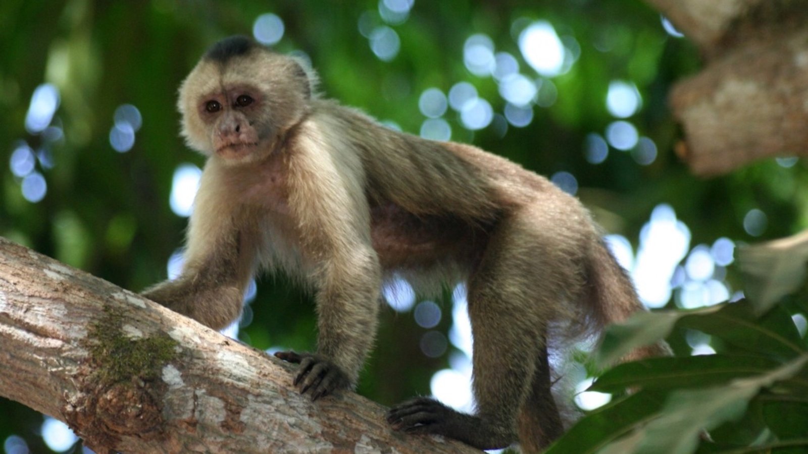 Climat: une menace supplémentaire pour les primates