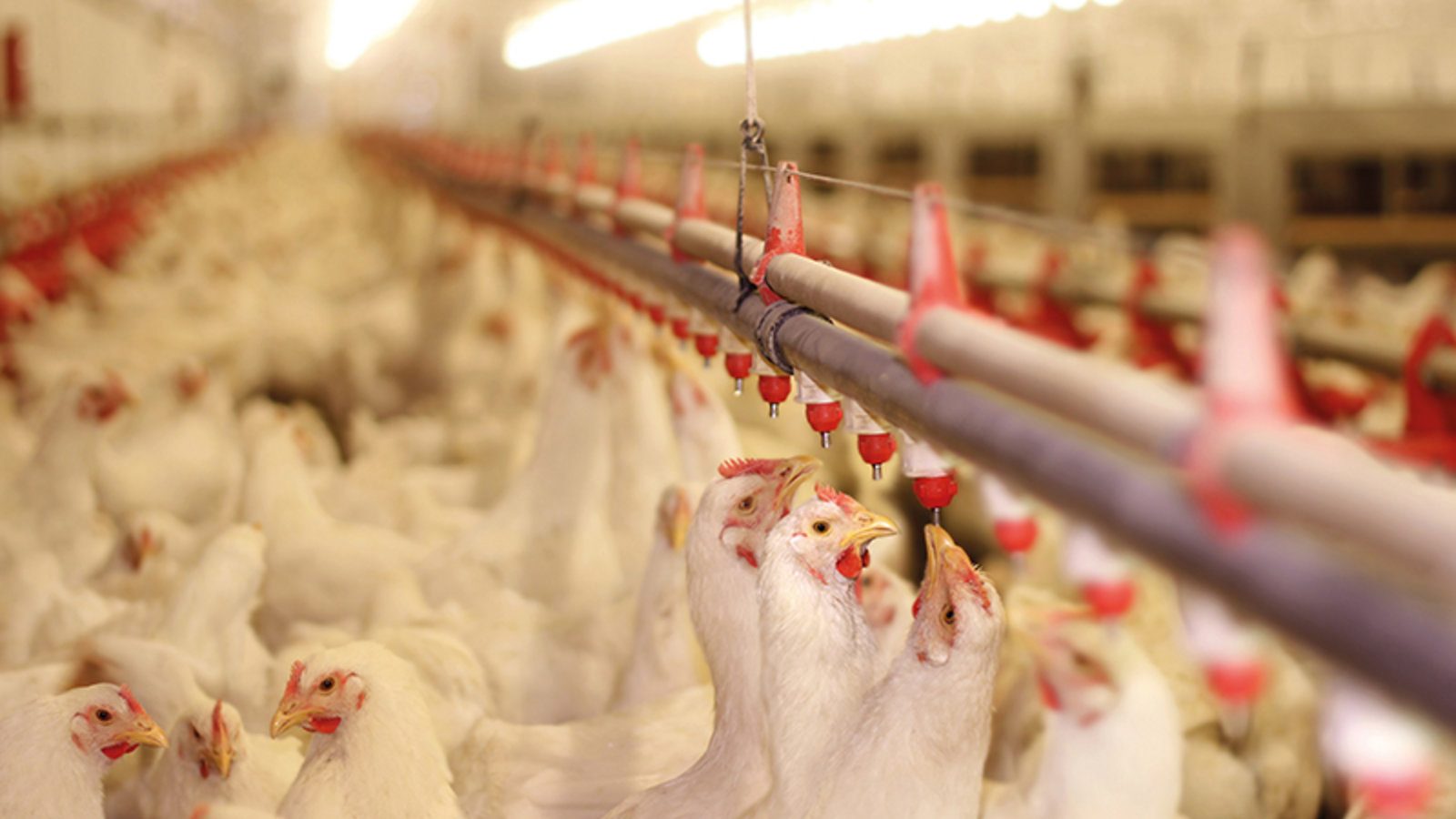 Infections alimentaires: les bactéries, la menace invisible du poulet