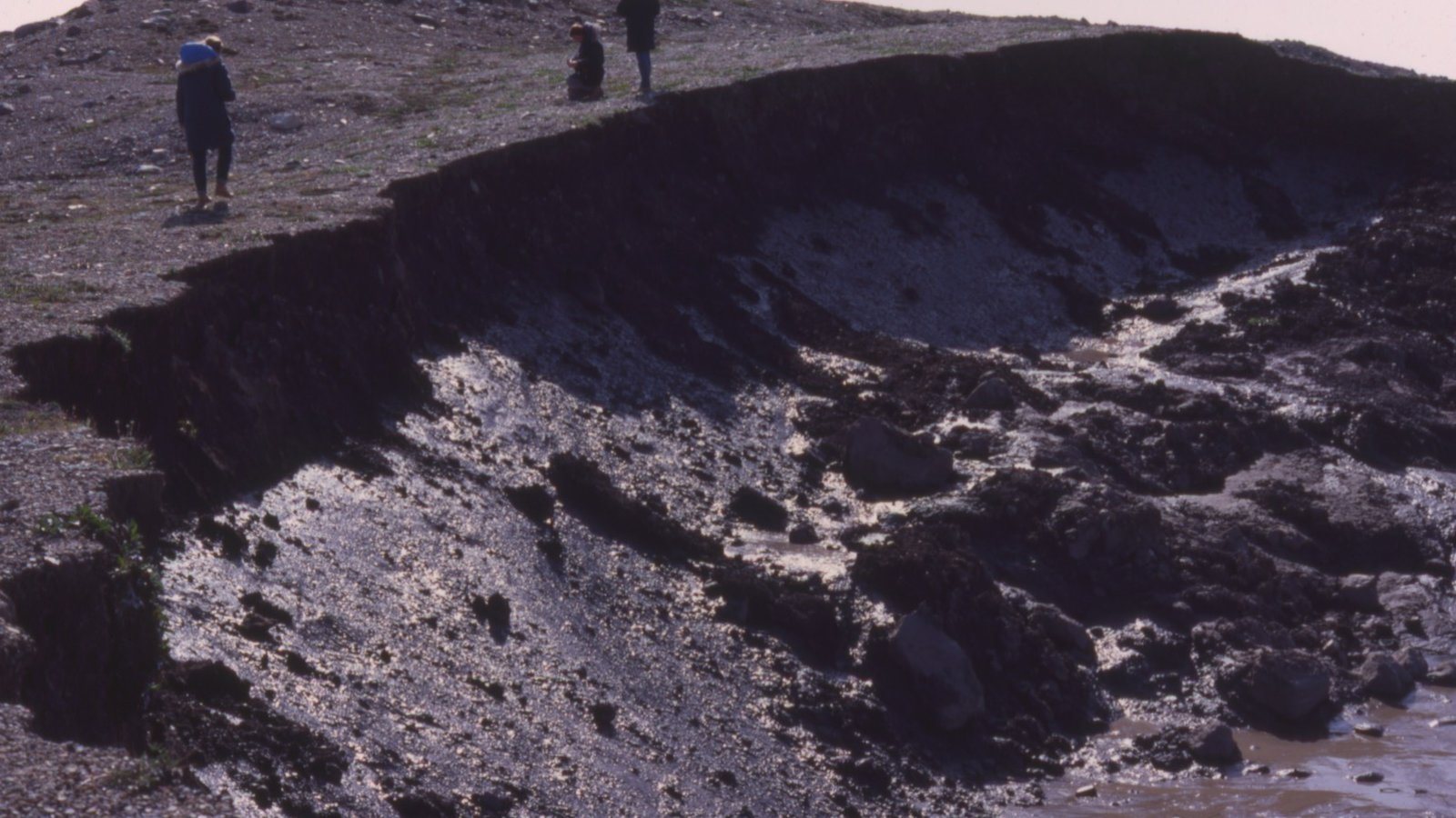 Les plantes de l’Arctique qui brunissent