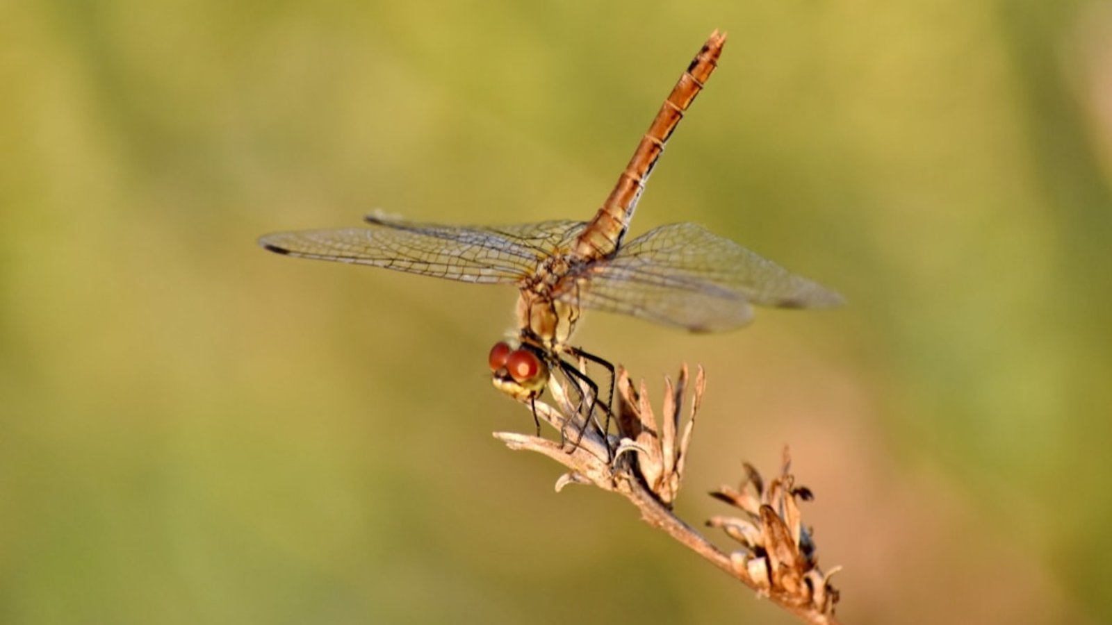 Insectes en péril