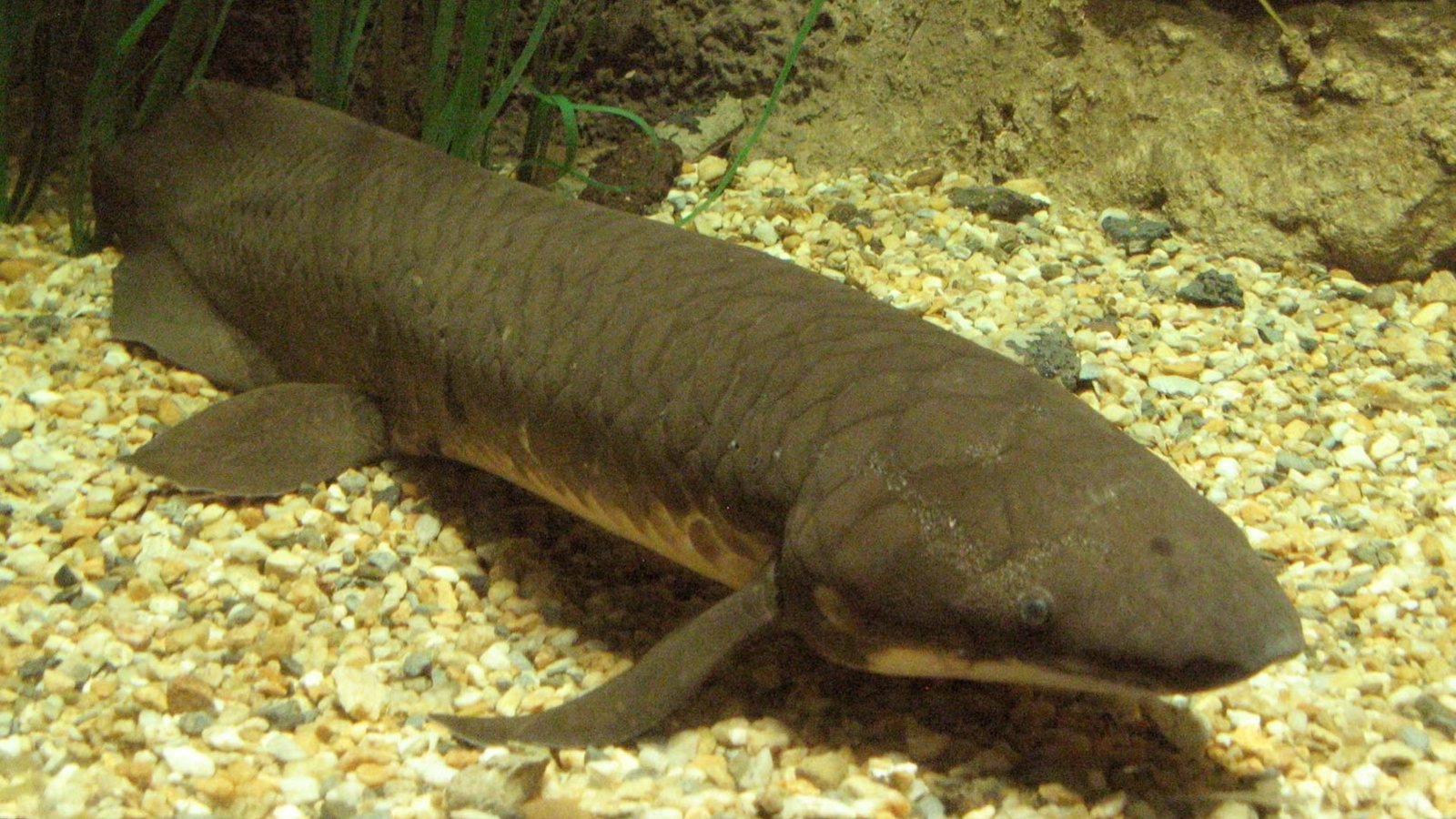 Cet animal bat le record du plus gros génome: 14 fois plus gros que le génome humain !