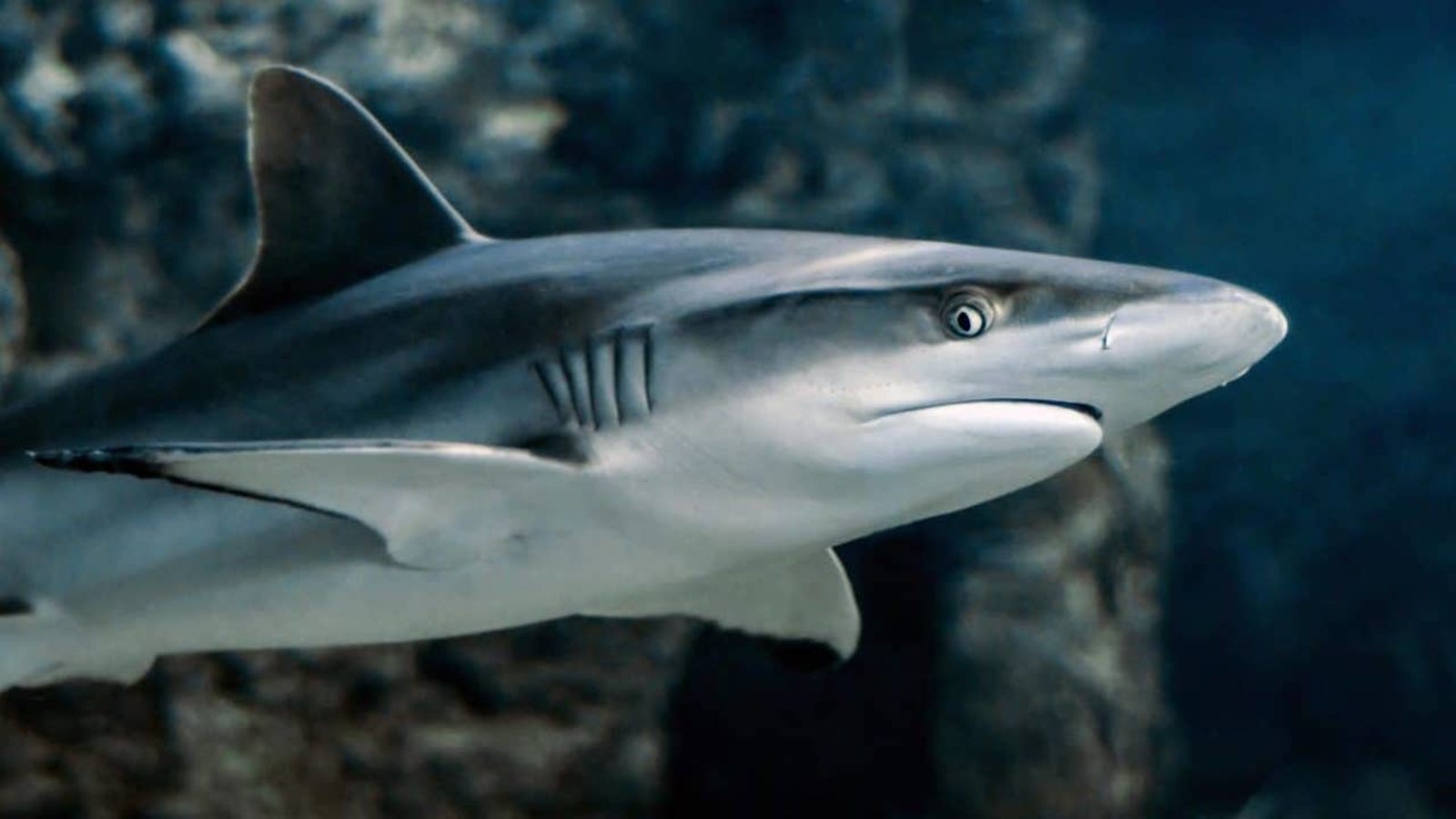 Requins en instance de disparition