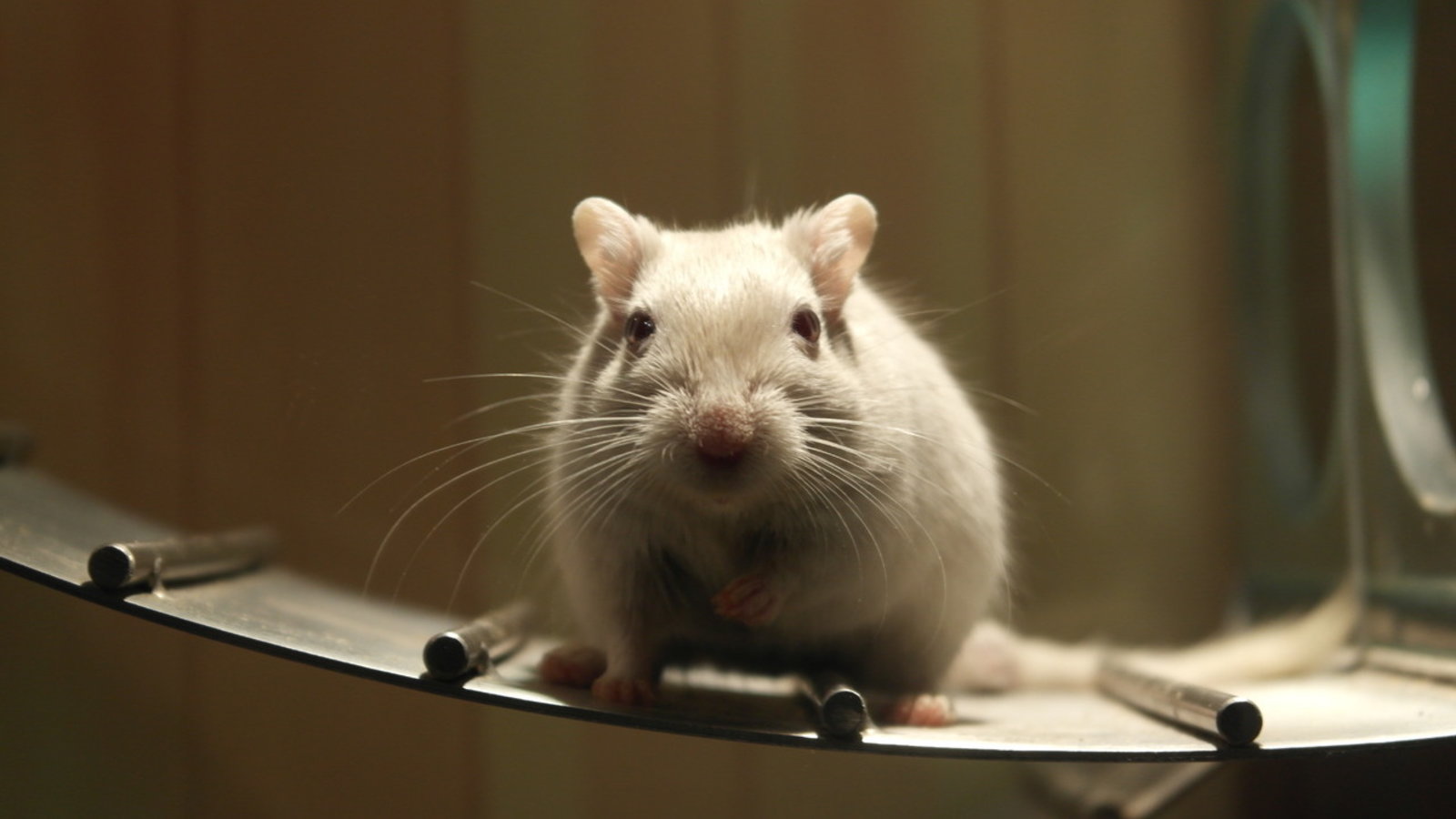 Un médicament révolutionnaire... mais seulement chez des souris