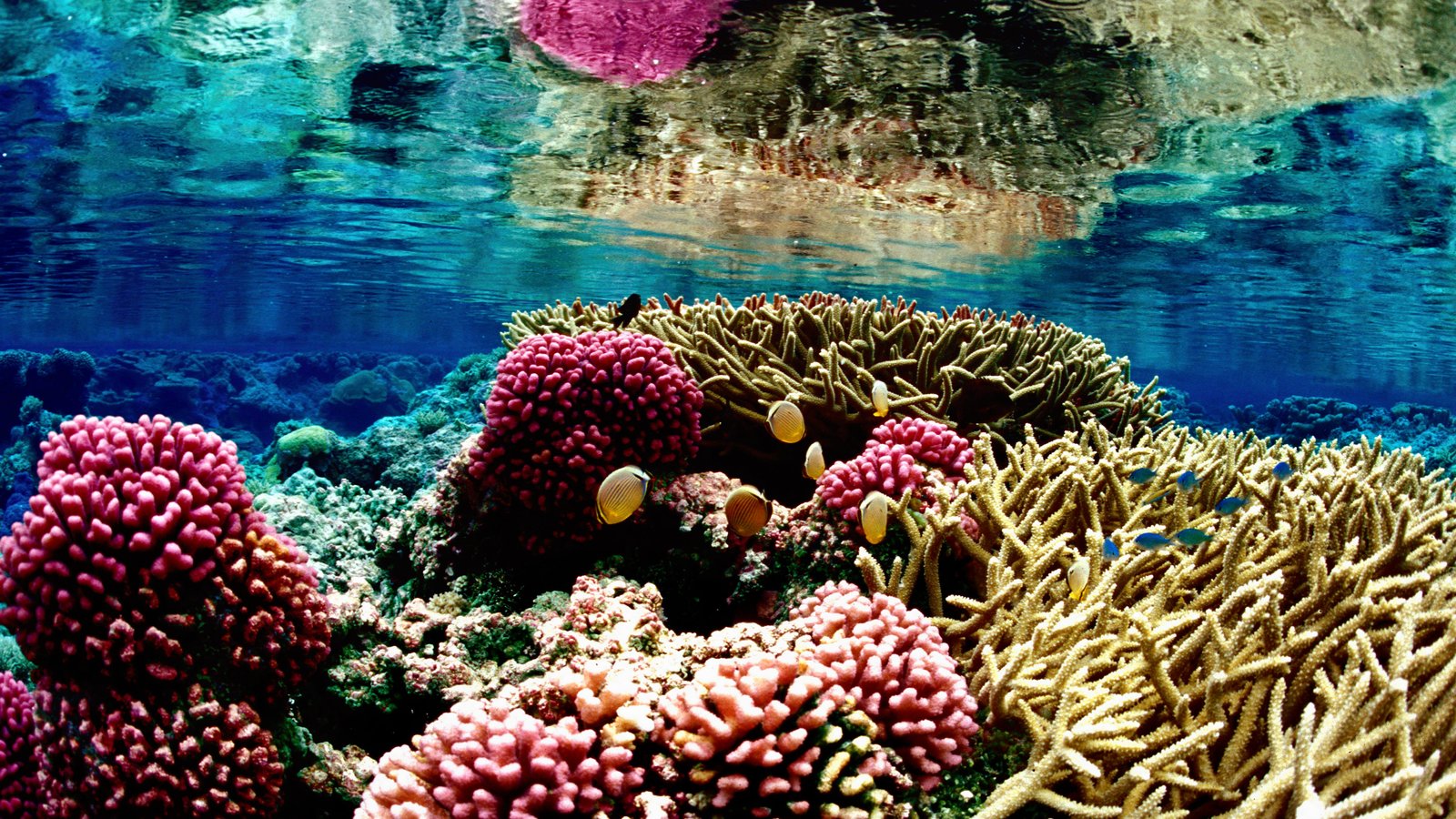 🪸 Coral death, a benefit for the climate?