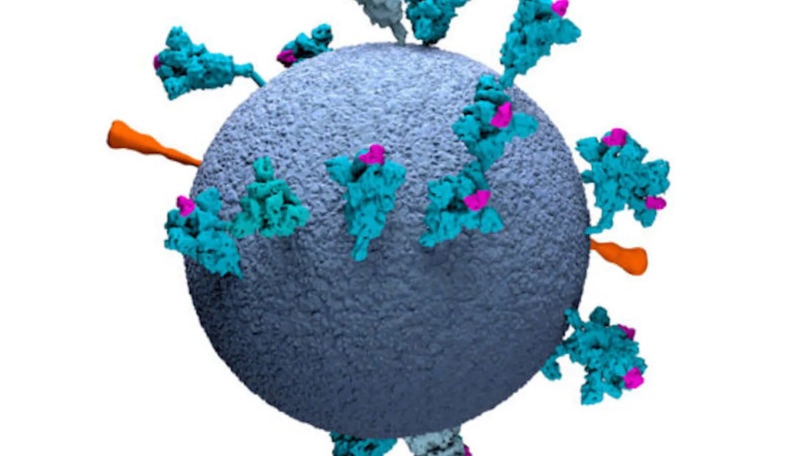 Covid-19 et variants: le virus manque de créativité