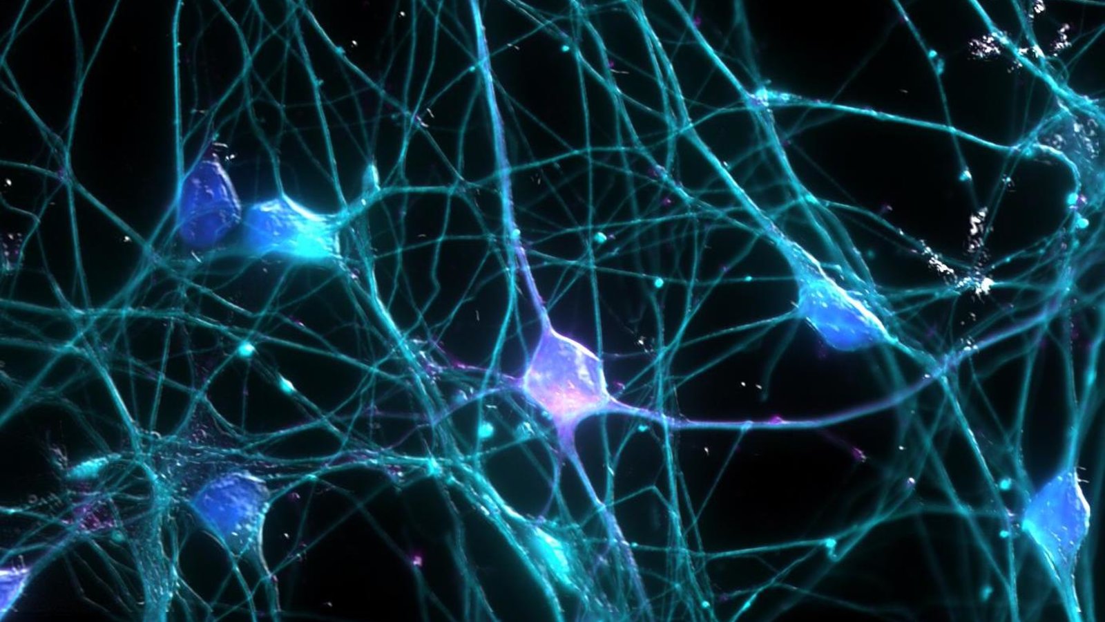 Des neurones artificiels qui réagissent comme les vrais ?