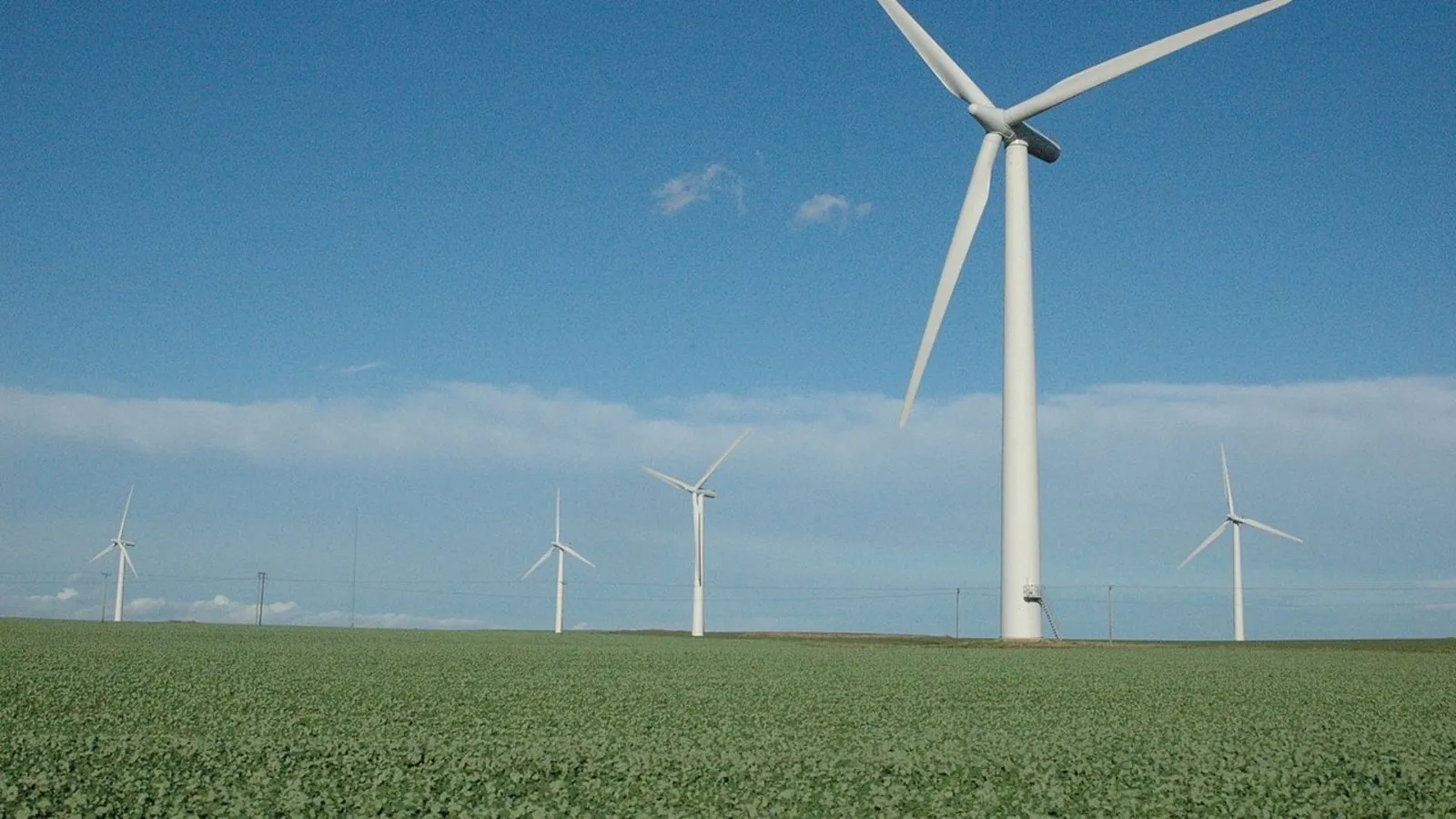 Les éoliennes sont-elles de grandes tueuses d’oiseaux ?