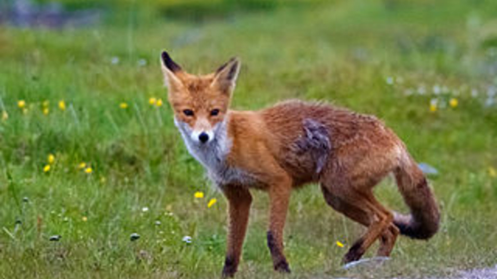Un plus gros cerveau pour les renards domestiqués ?