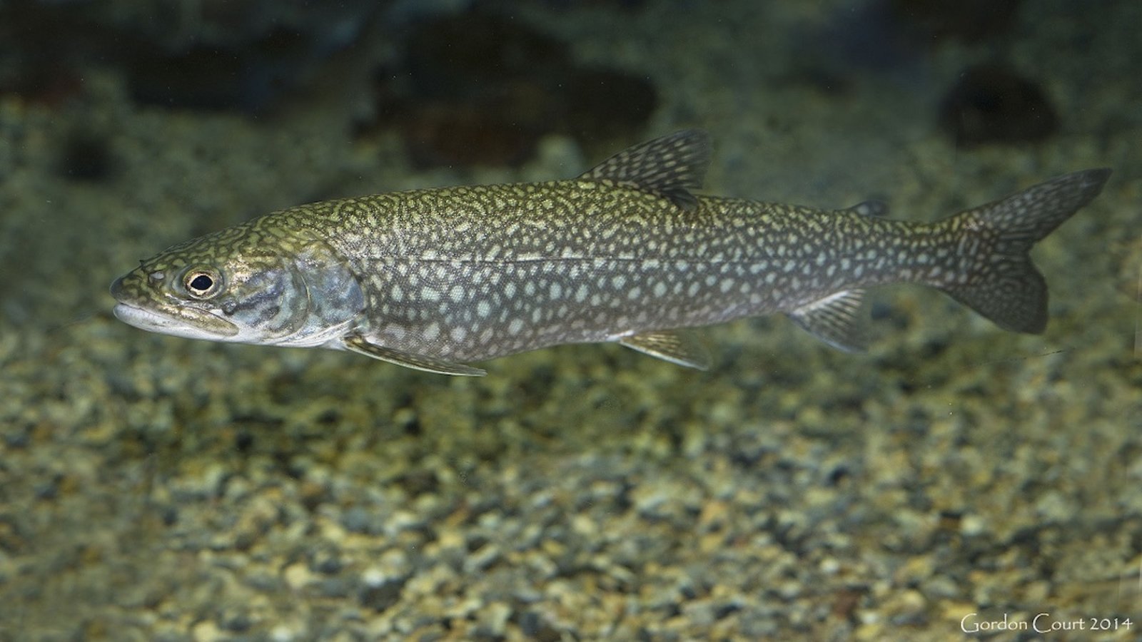 Une surprenante évolution du cerveau de poissons