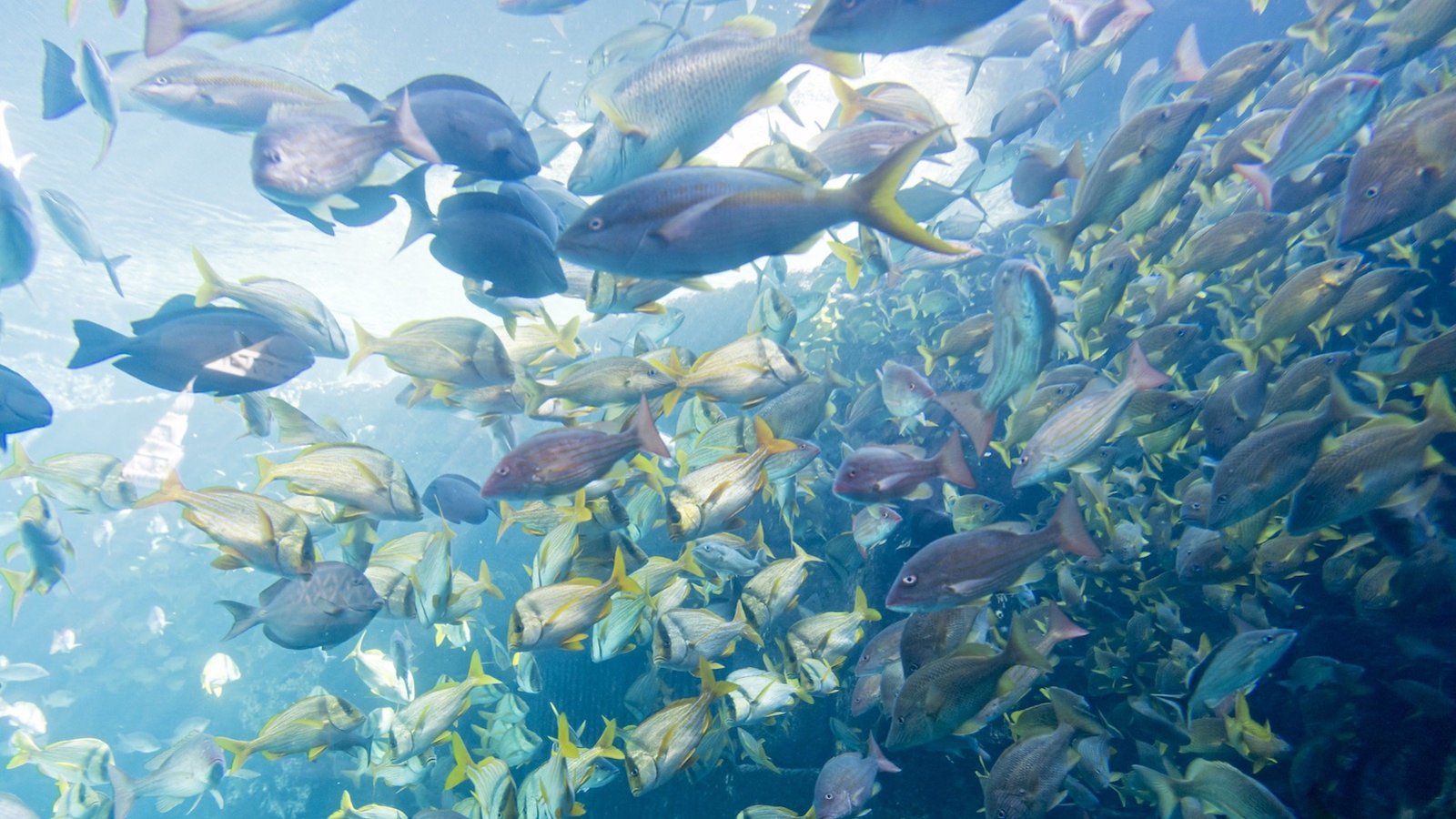 Comment dorment les poissons ?