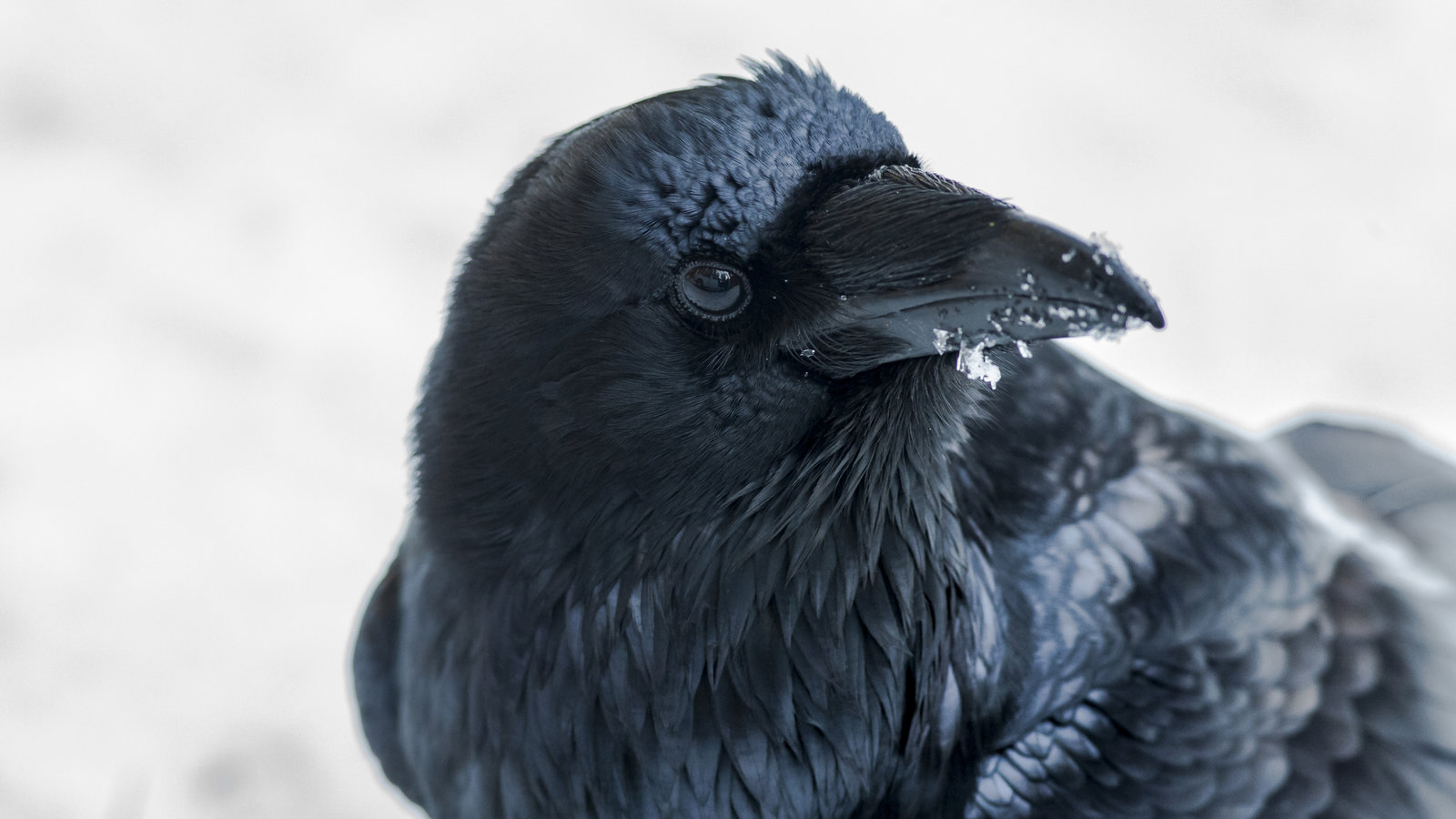 Comprendre la conscience des animaux