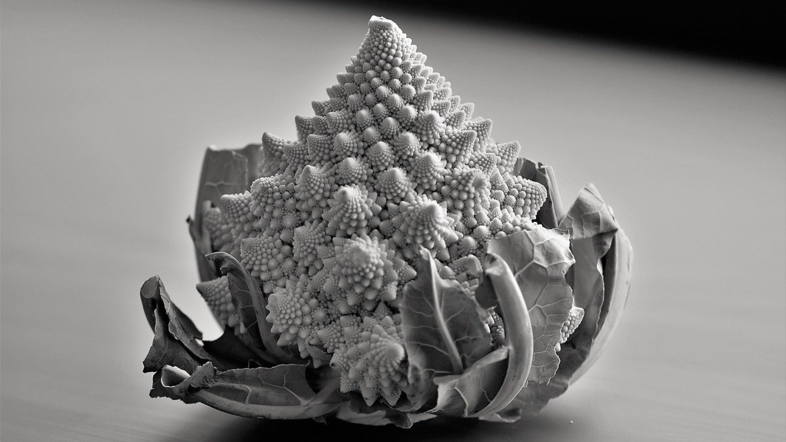 Fractal jusque dans ses gènes