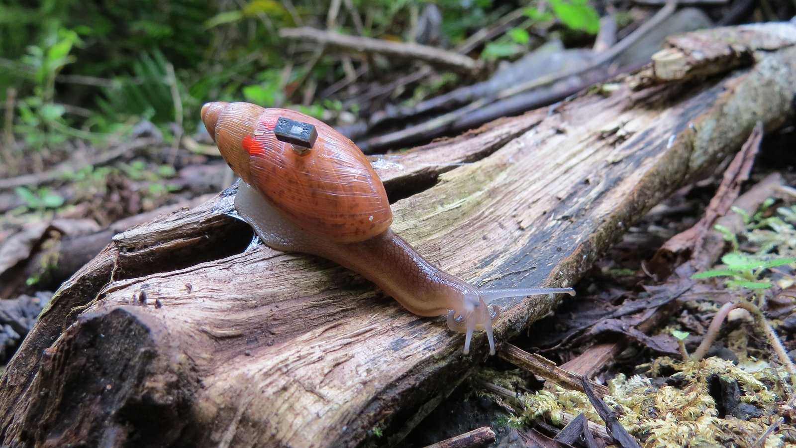 Le plus petit ordinateur au monde sur le dos d’un escargot