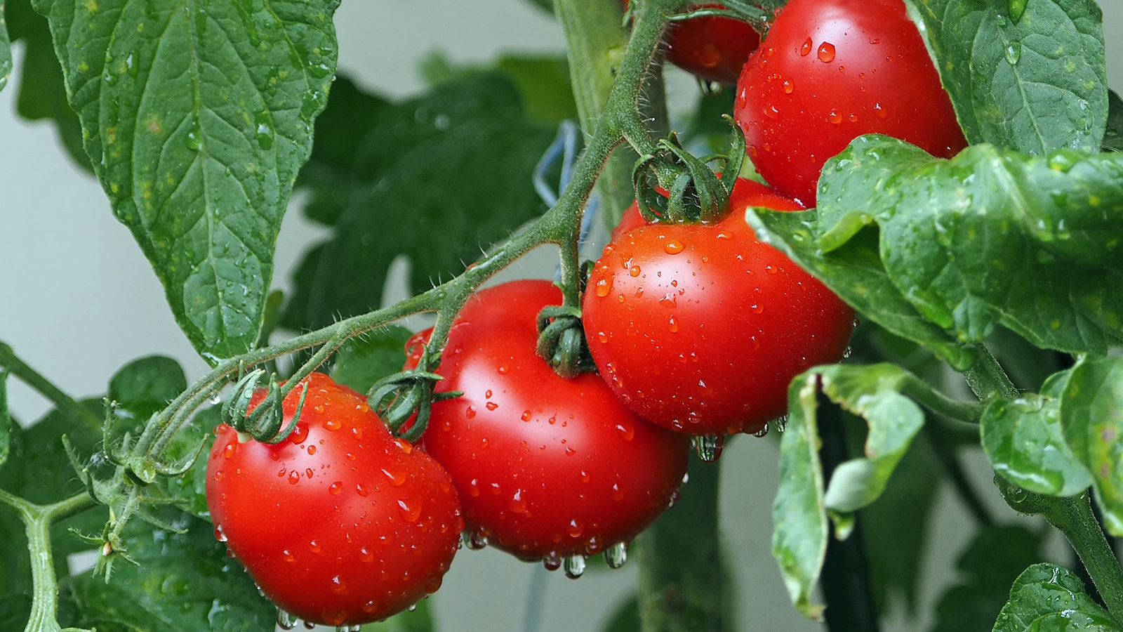 Des tomates avec un système nerveux ?