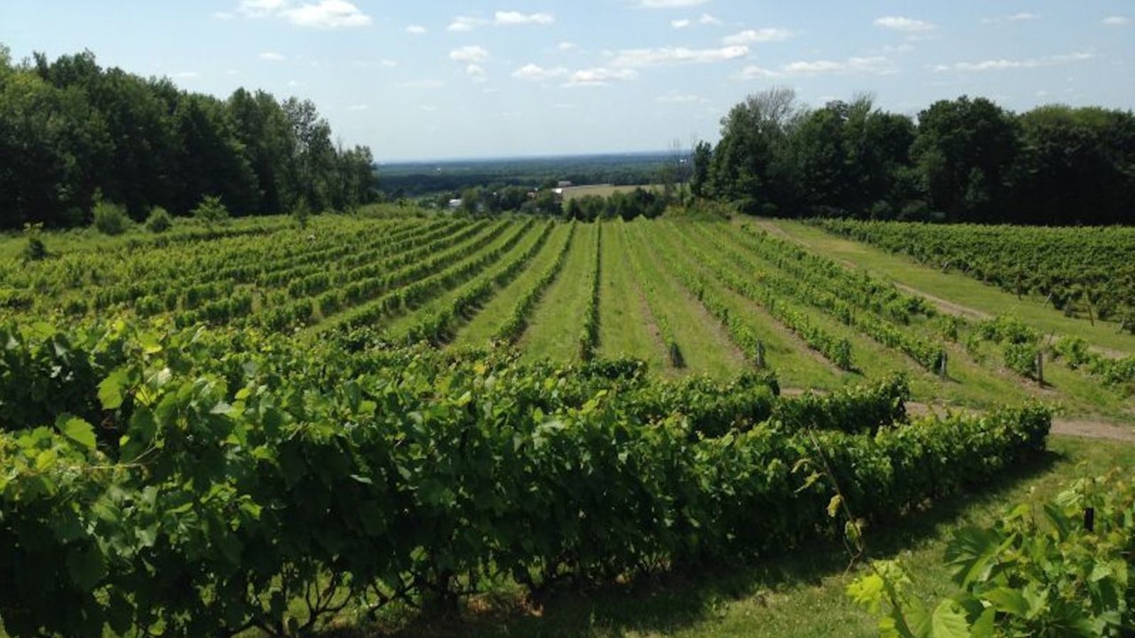 Le changement climatique bénéficie déjà aux vins du Québec