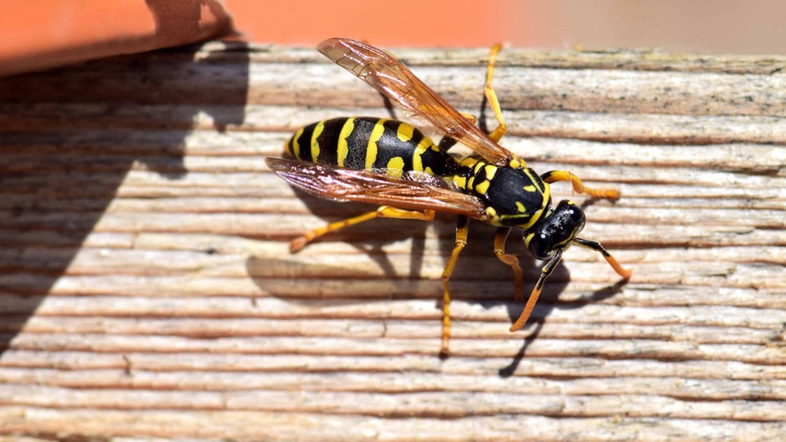 Les guêpes plus nombreuses sur les terrasses à la fin de l’été ? Vrai