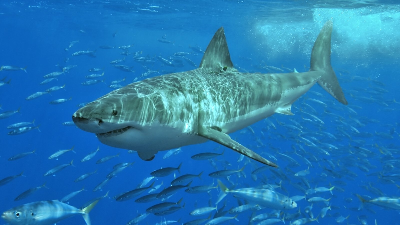 La véritable dangerosité des requins pour l’humain