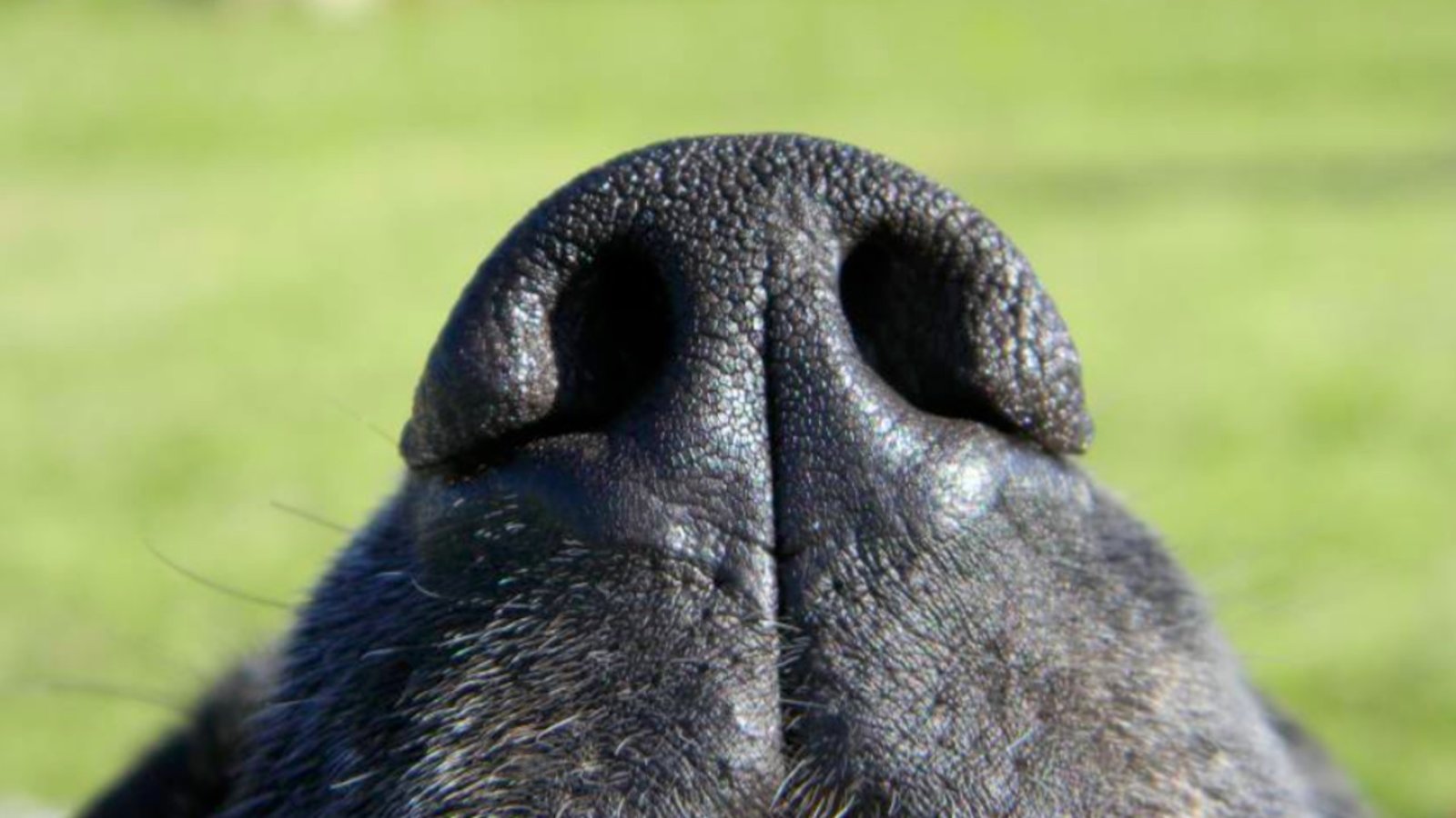 Le chien peut-il vraiment détecter une maladie avec son odorat ?