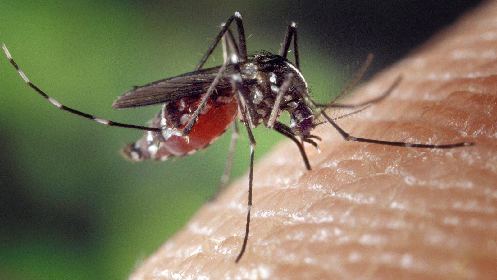 Le moustique survit-il au choc d’une goutte de pluie ?