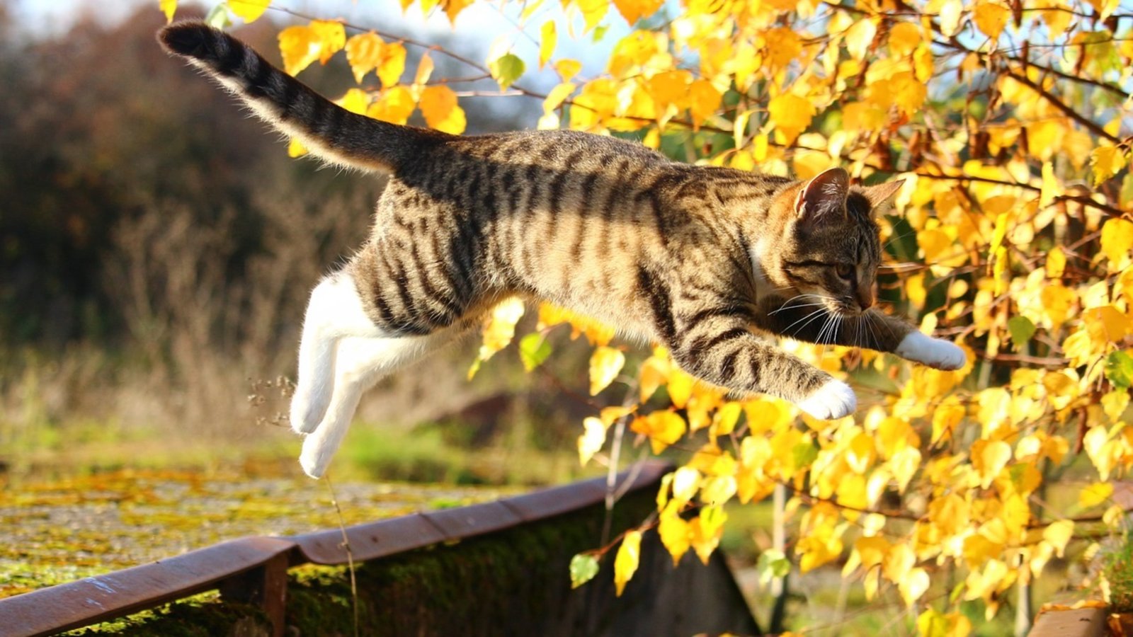 Les chats retombent-ils vraiment toujours sur leurs pattes ?