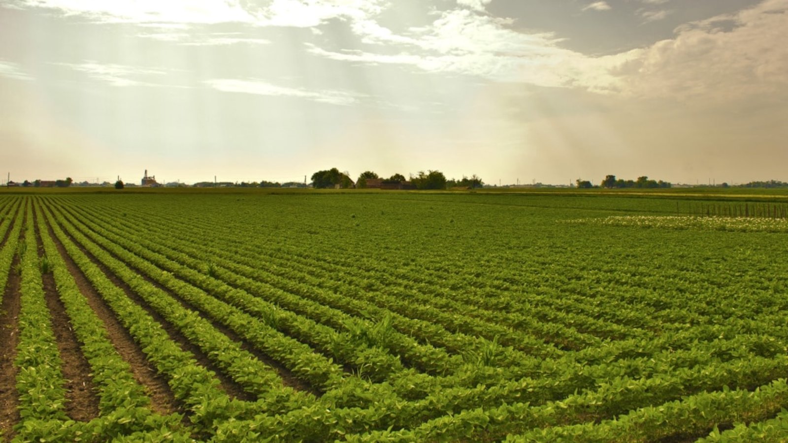 Les pesticides bio: une pression sur l’évolution des espèces
