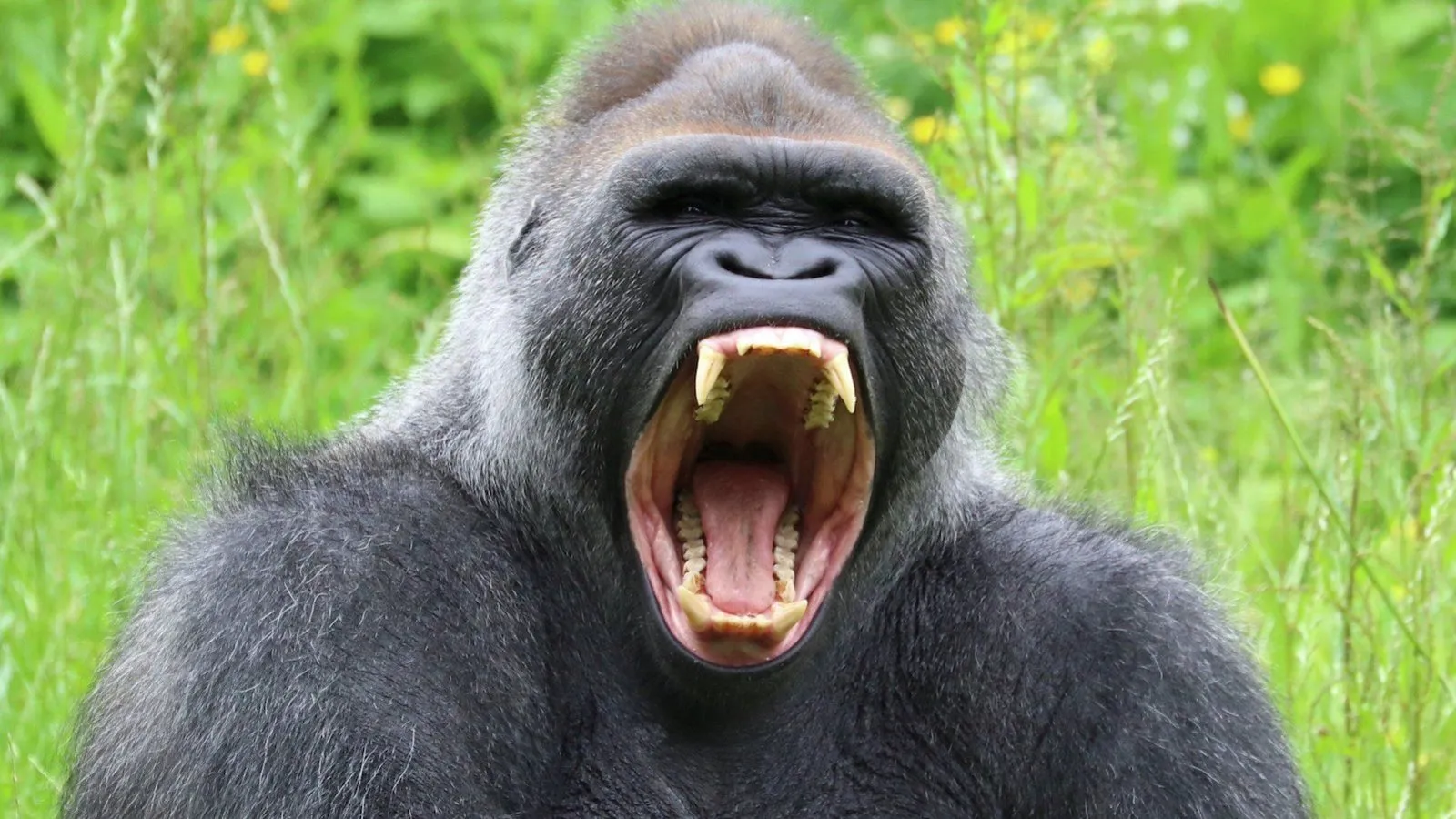 Les humains ont divergés des grands singes par leurs canines... et la préférence des femelles ?