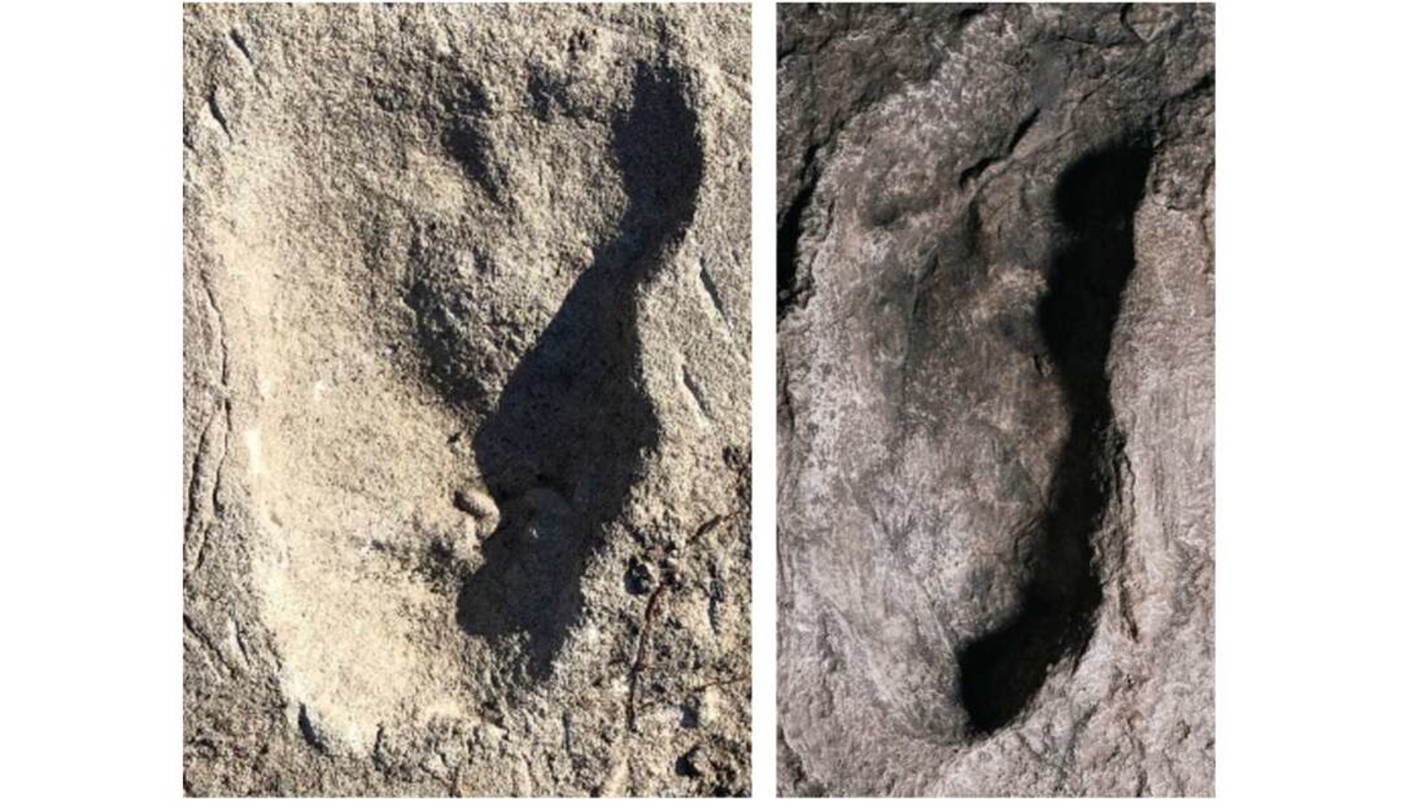 « Redécouverte » des traces d’une autre espèce d’Hominiens ayant côtoyé Lucy