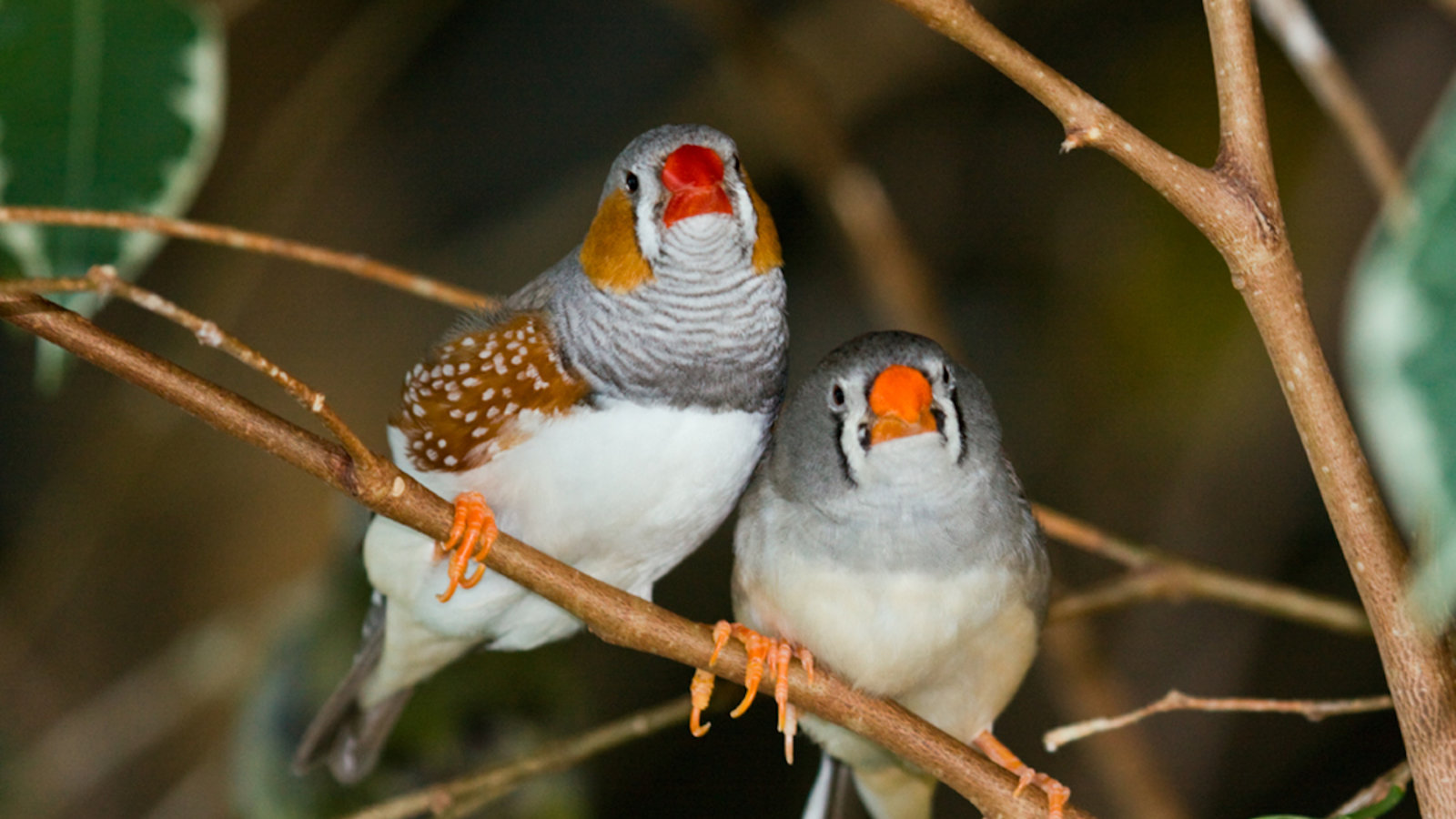 L’oiseau qui chante à ses œufs... et ces derniers réagissent