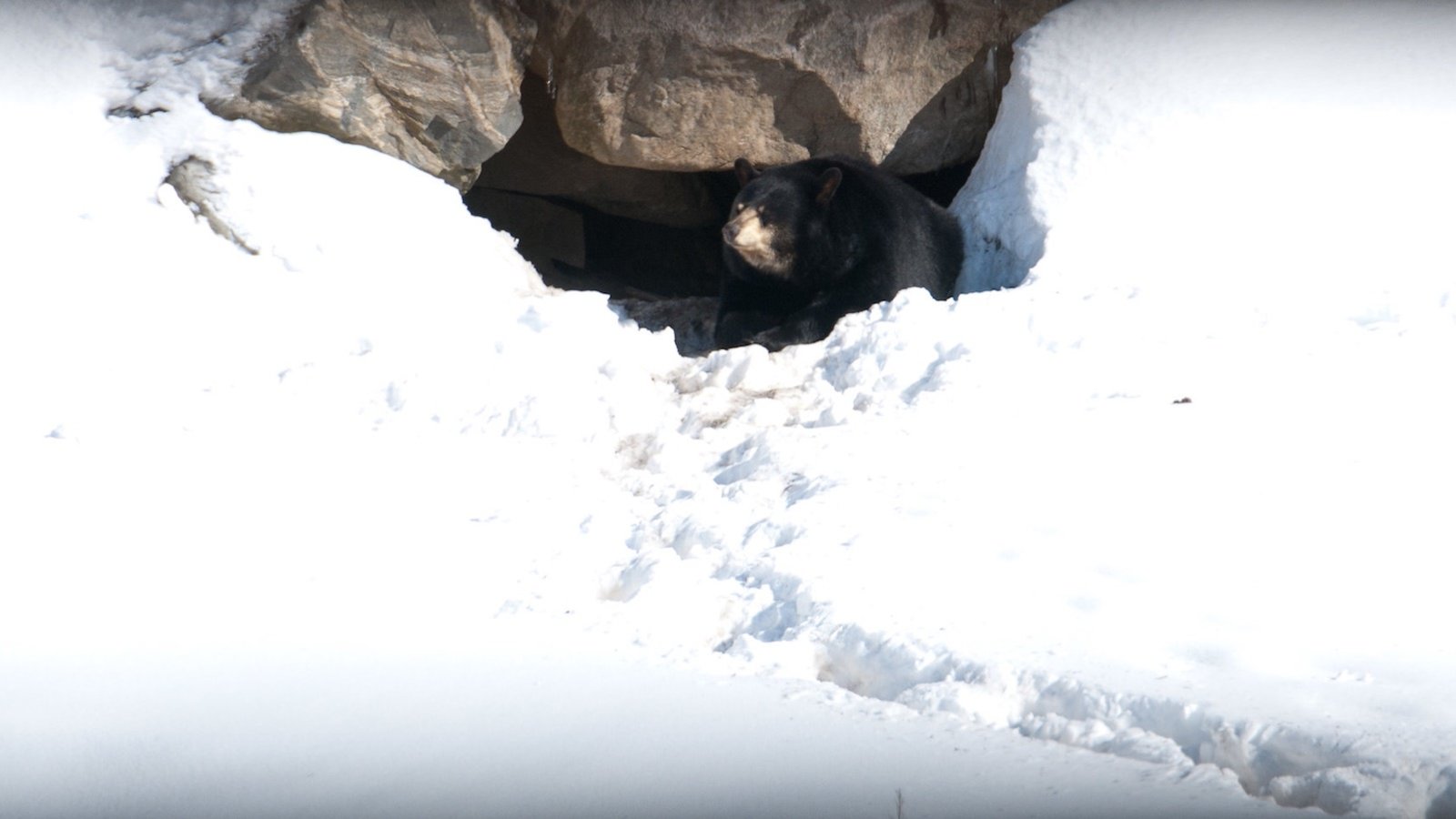 Les ours dorment-ils vraiment tout l’hiver ?