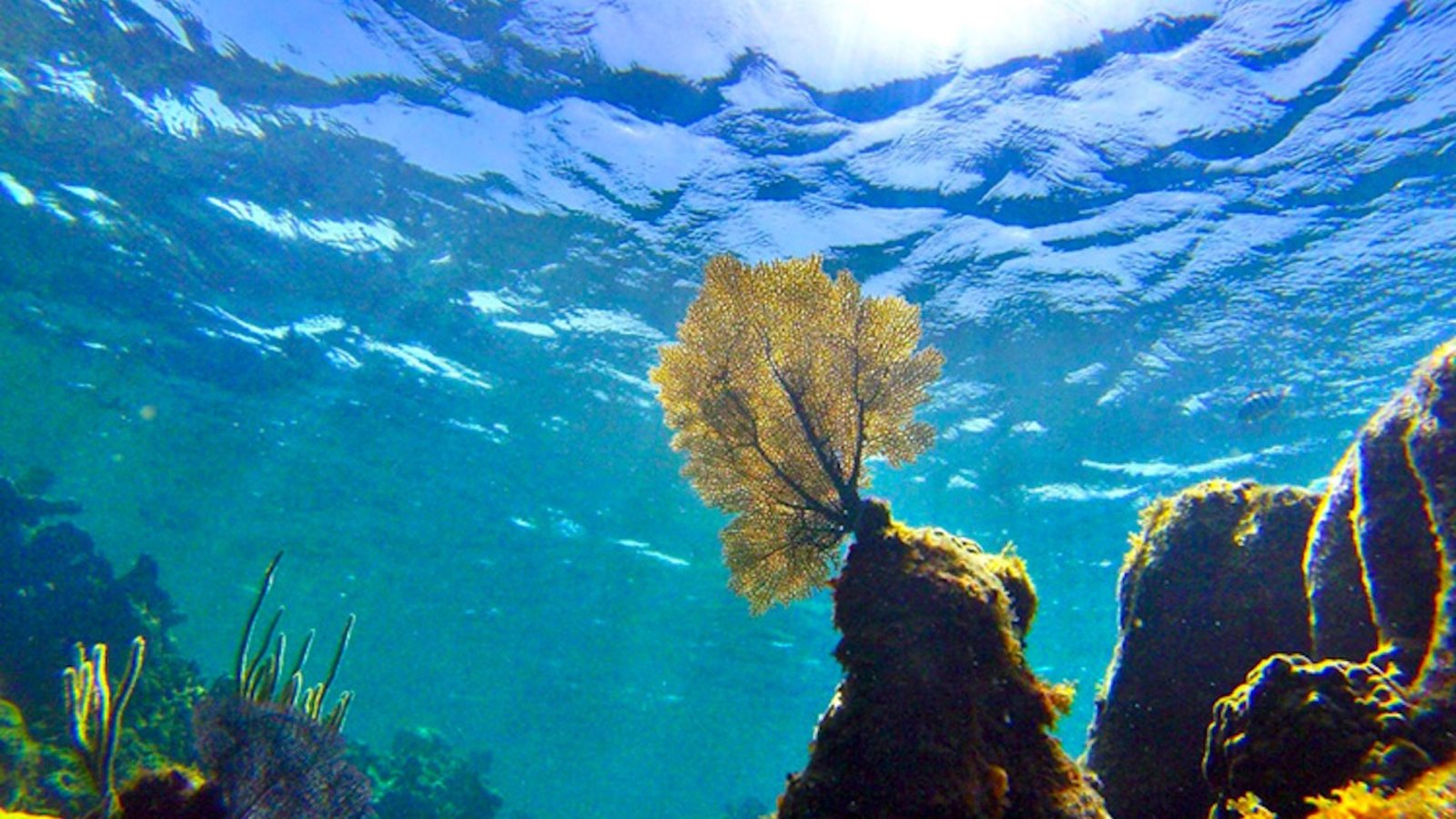 Océans: des vagues de chaleur anormales devenues normales ?