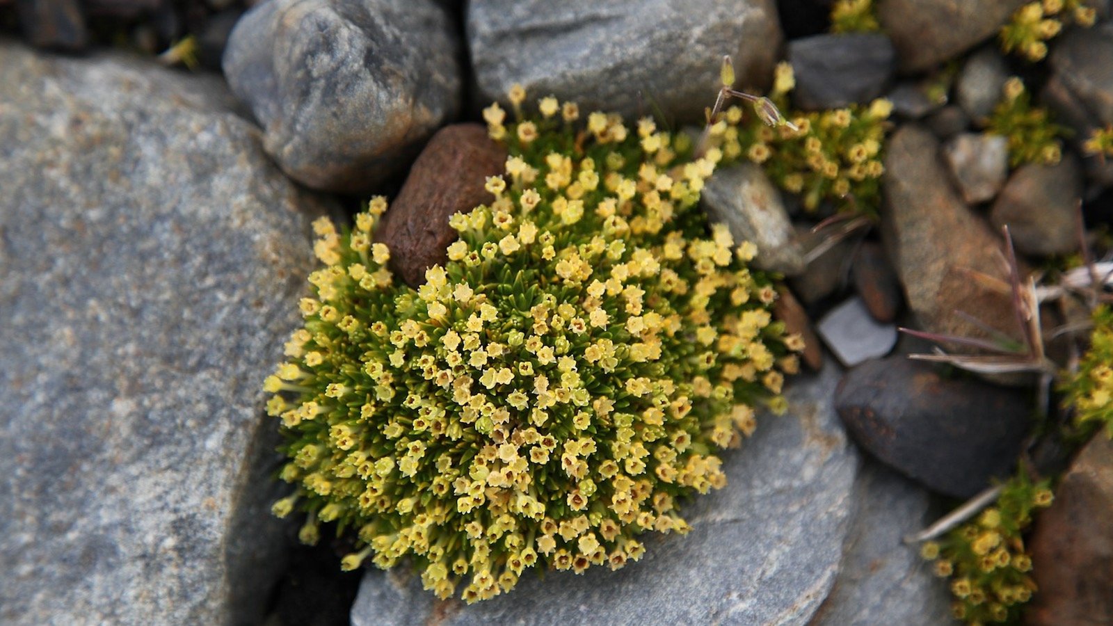 Les fleurs de l’Antarctique