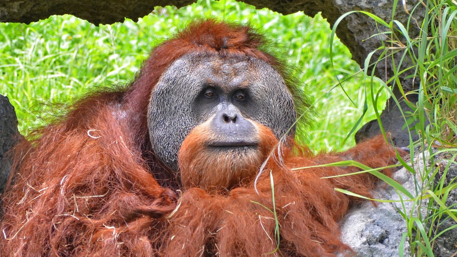 L’orang-outan peut-il apprendre à découper ?