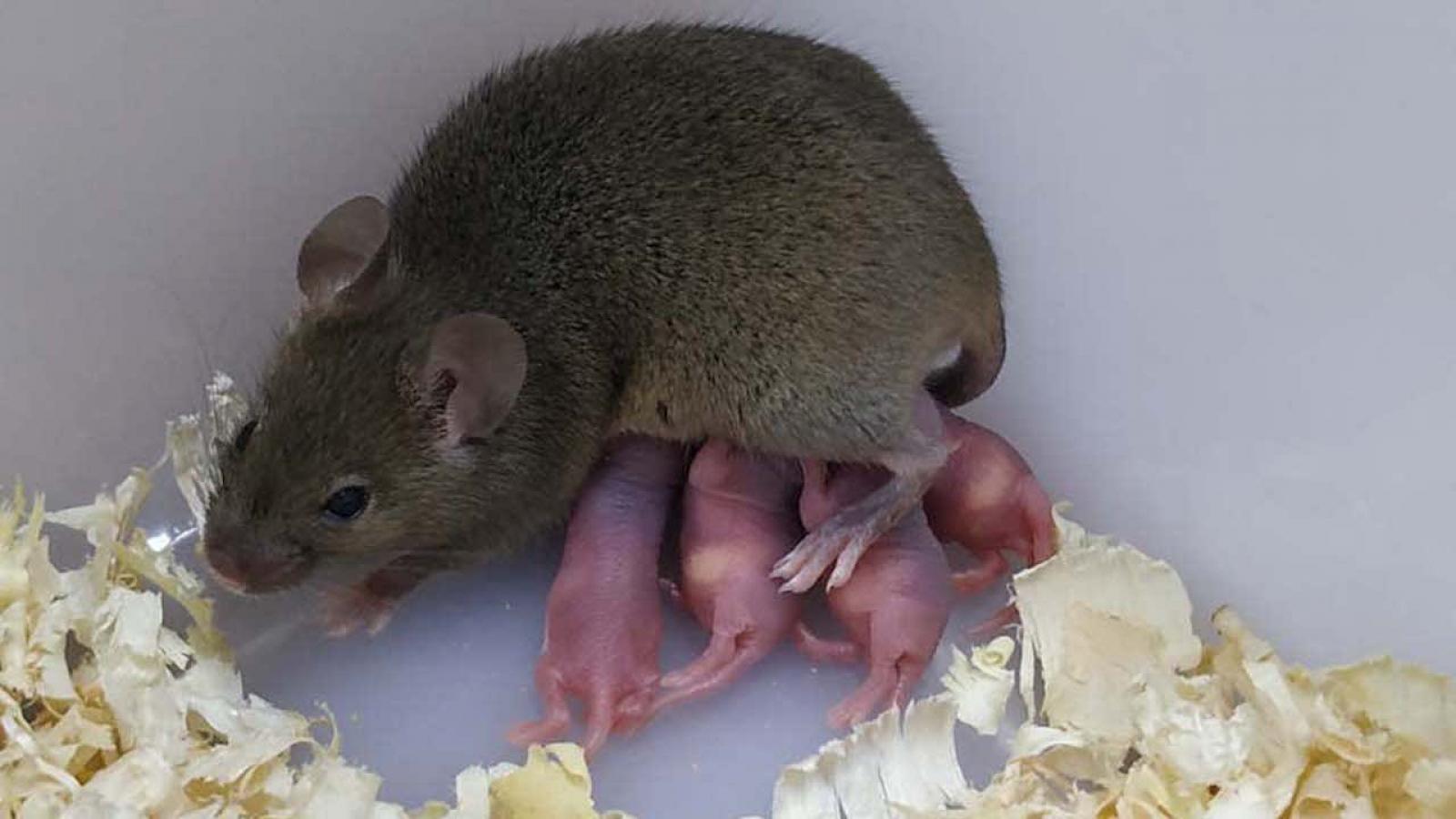 La souris née sans papa