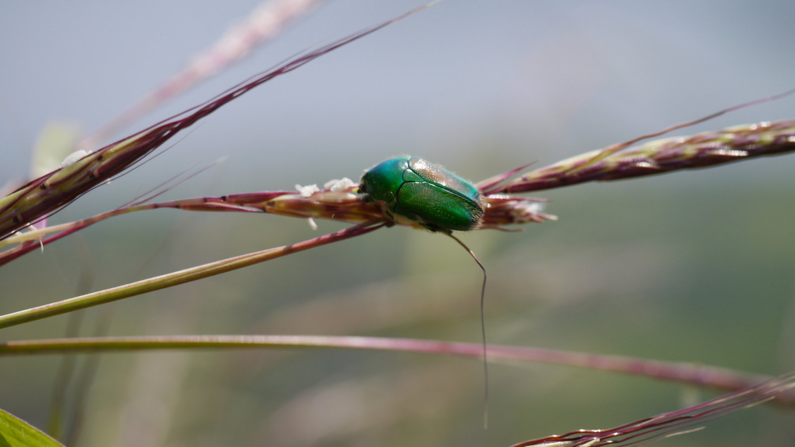 De l’utilité des crottes d’insectes
