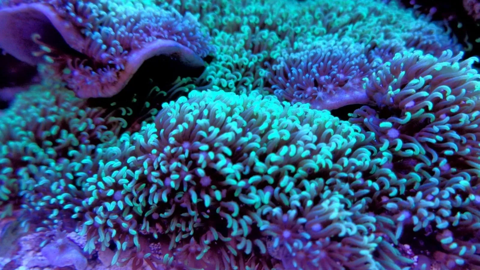 Un 6e blanchiment massif pour la Grande Barrière de corail