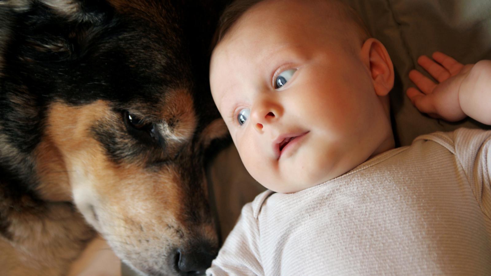 Un animal à la maison diminue-t-il le risque d’allergie chez les enfants ?
